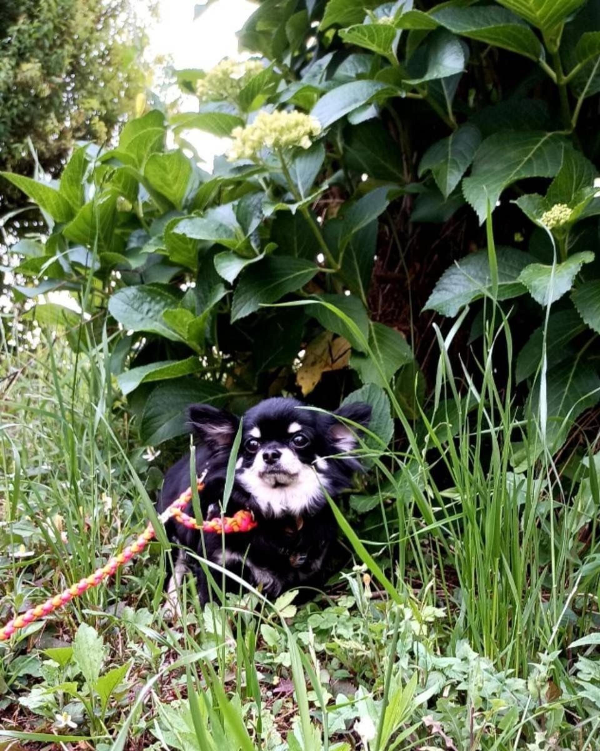 pet-image-2