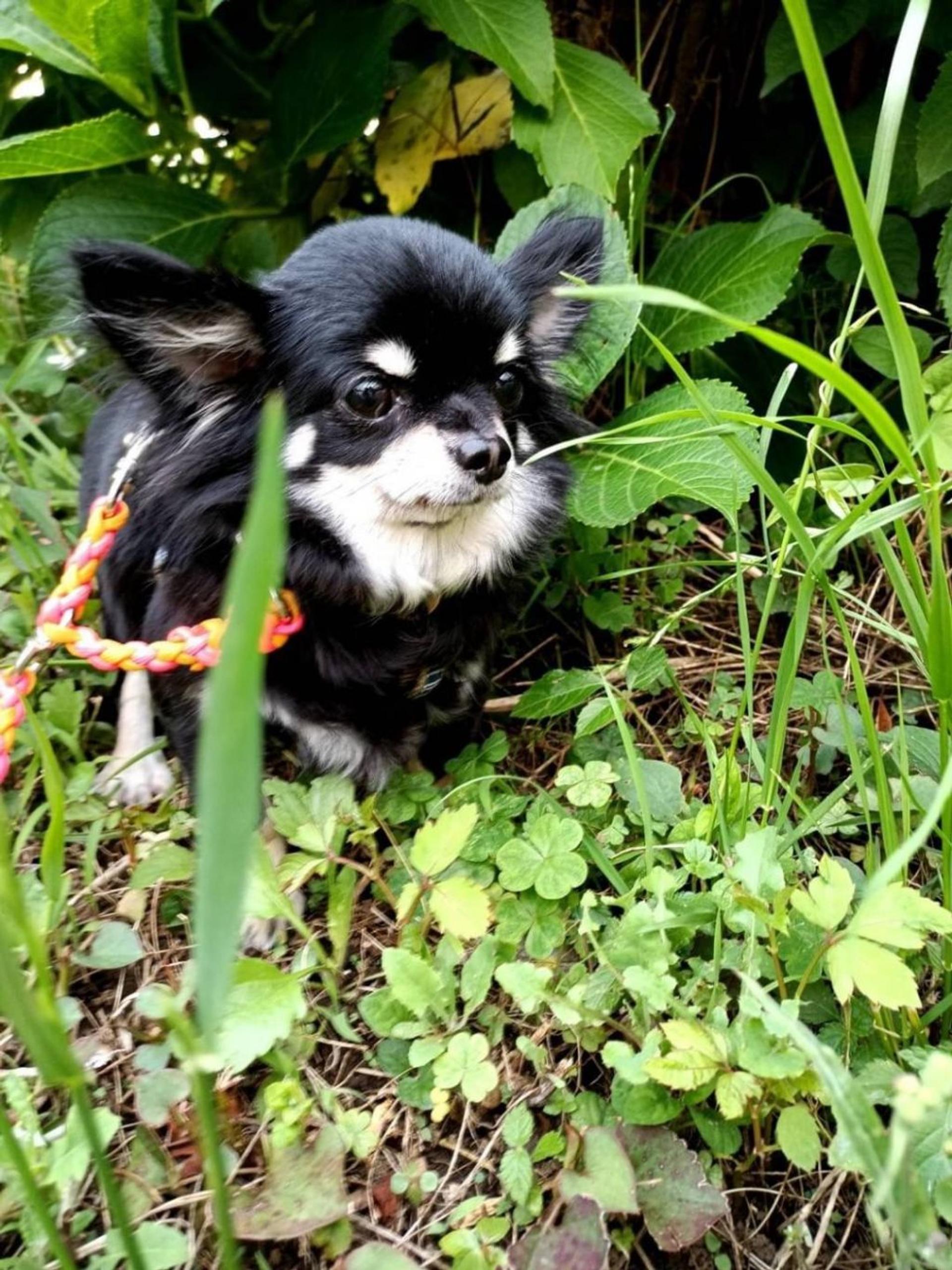 pet-image-3