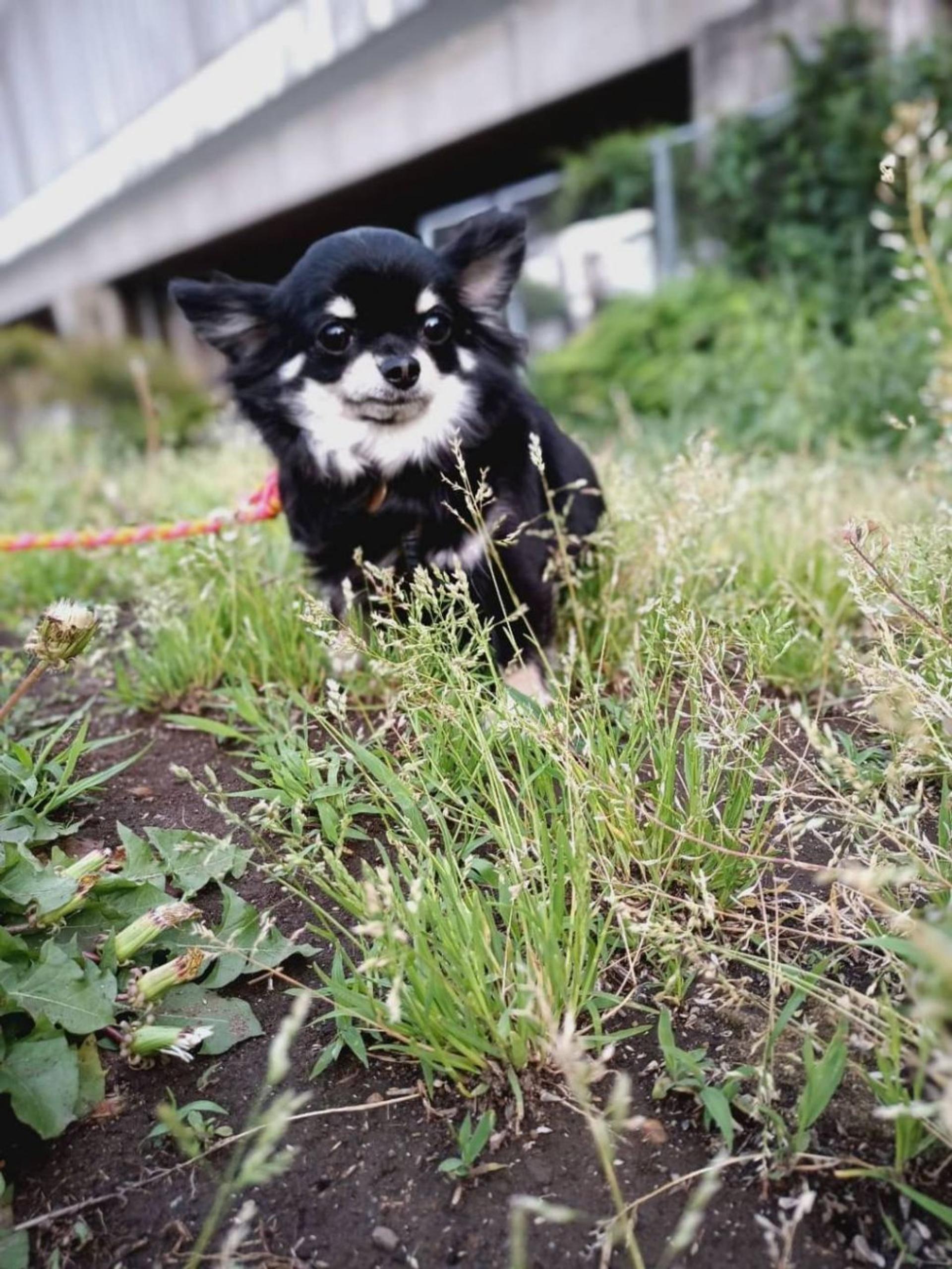 pet-image-4