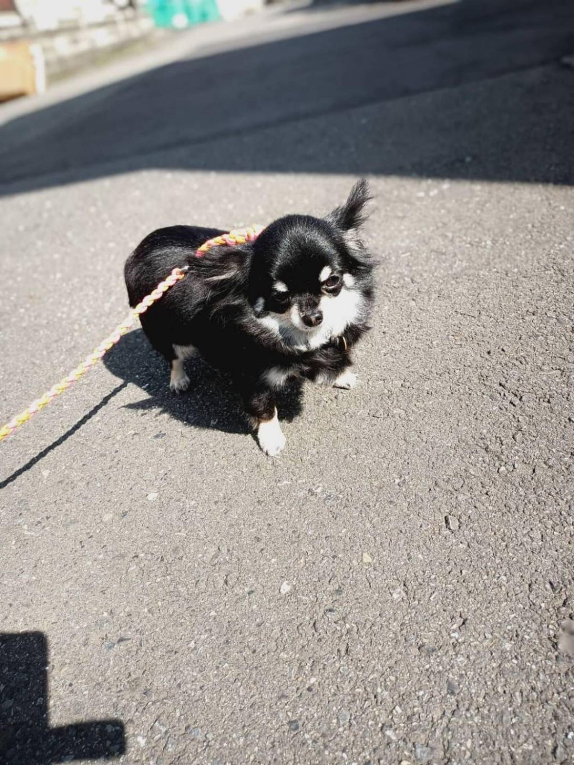 pet-image-5