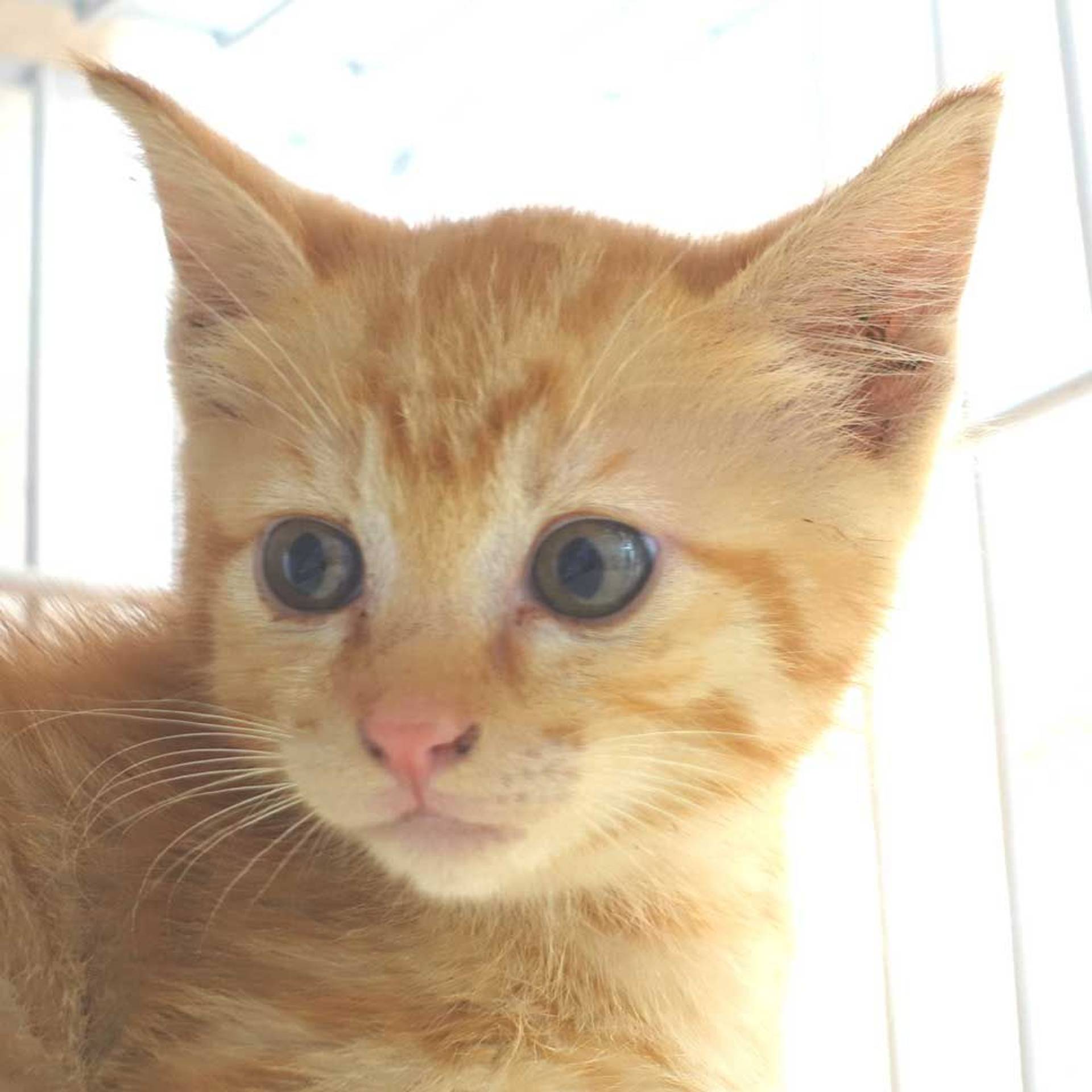雑種（ミックス猫）・オスの里親募集の写真