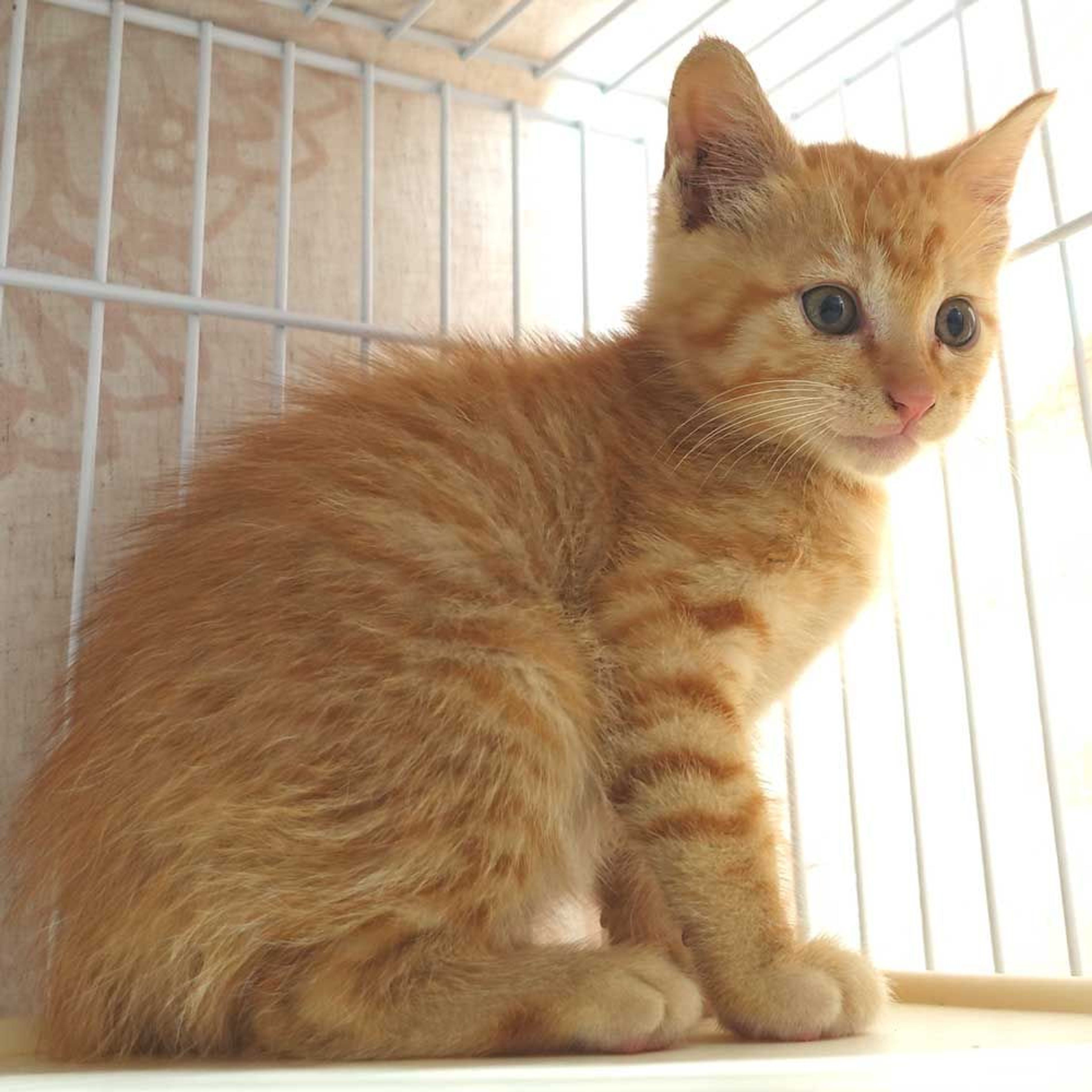 pet-image-3