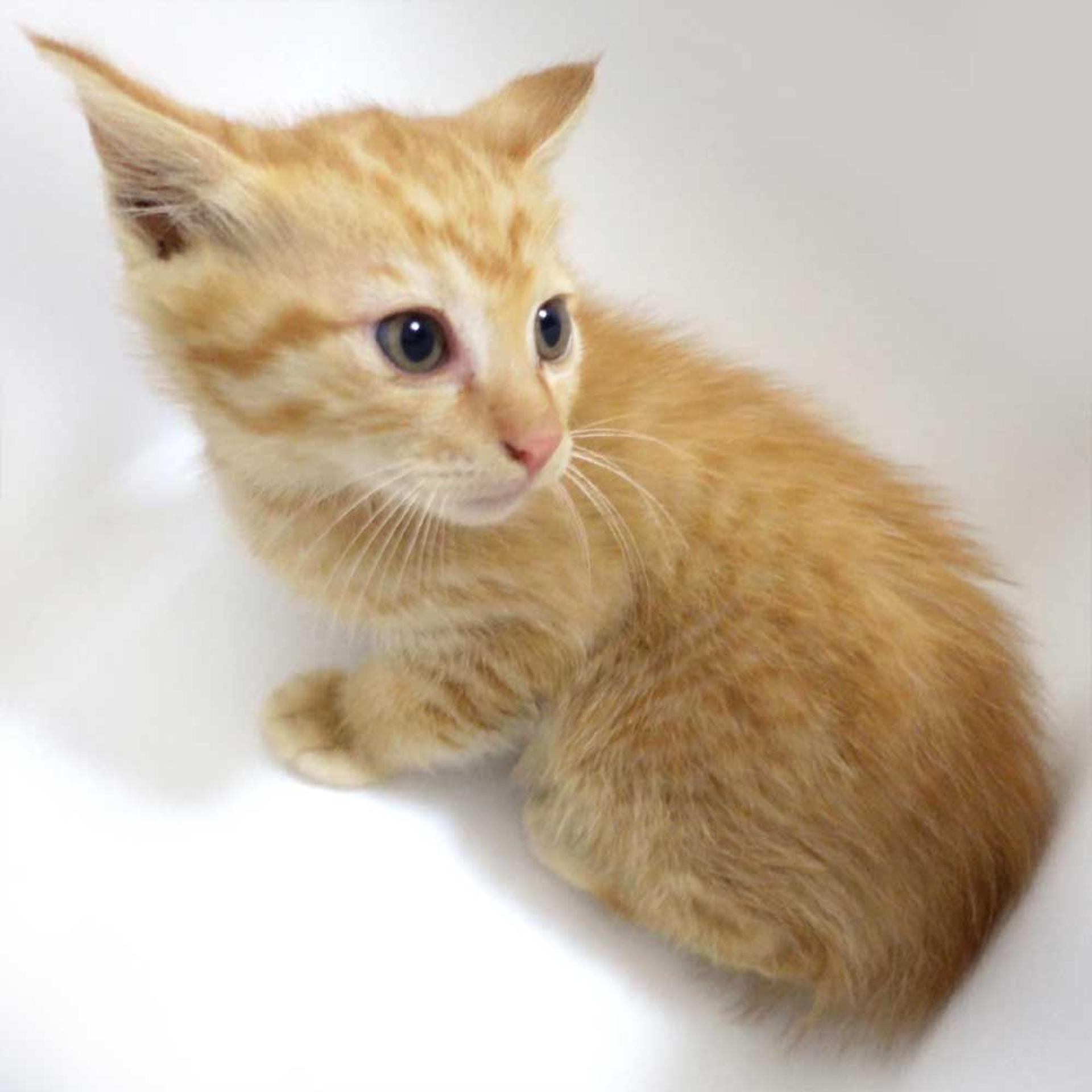 pet-image-5