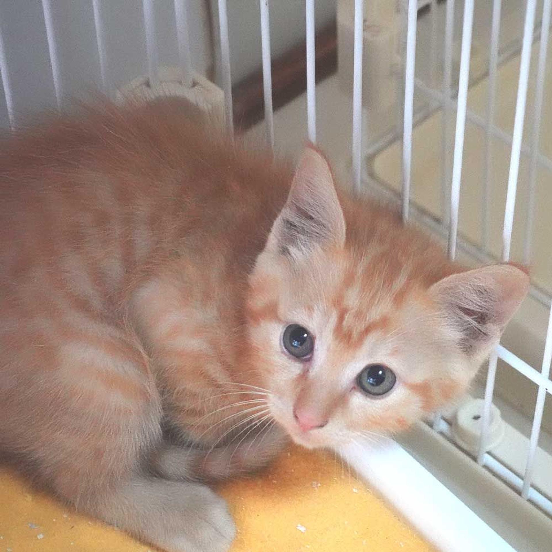 pet-image-9