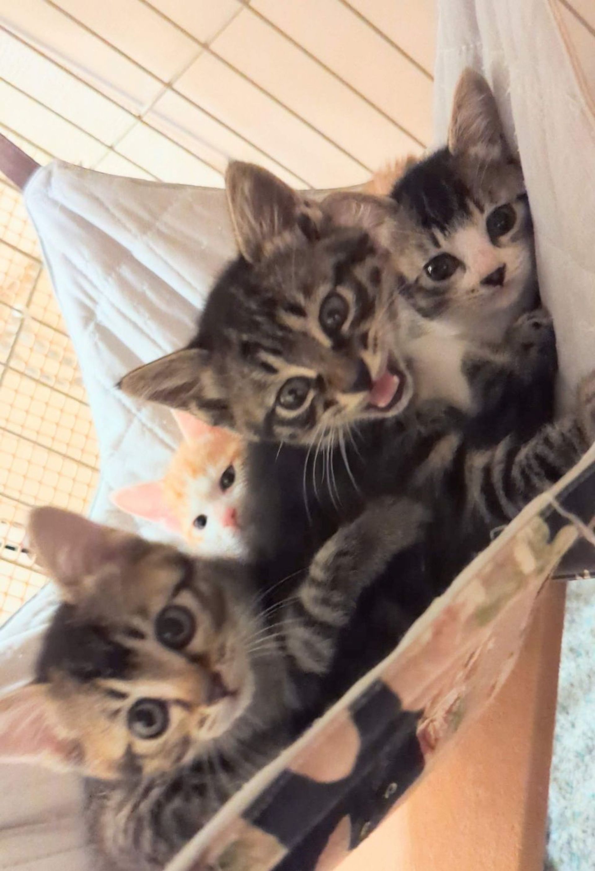 雑種（ミックス猫）・オスの里親募集の写真