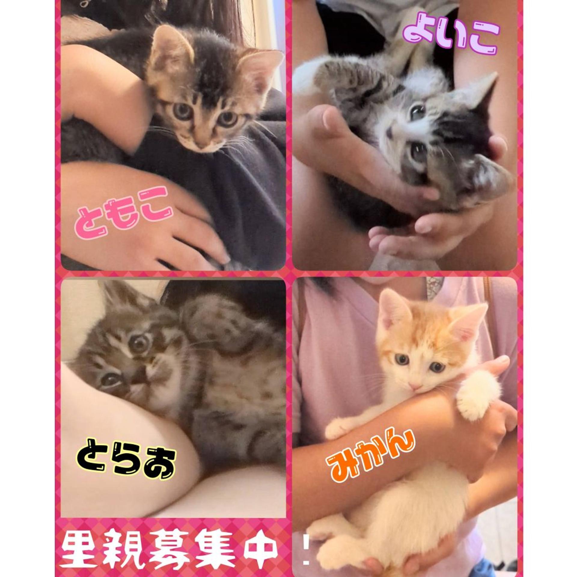 pet-image-2