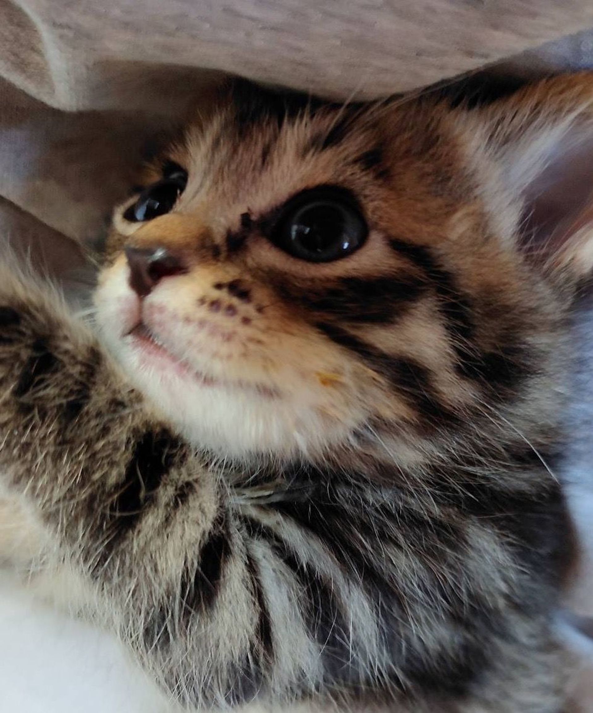 雑種（ミックス猫）・オスの里親募集の写真