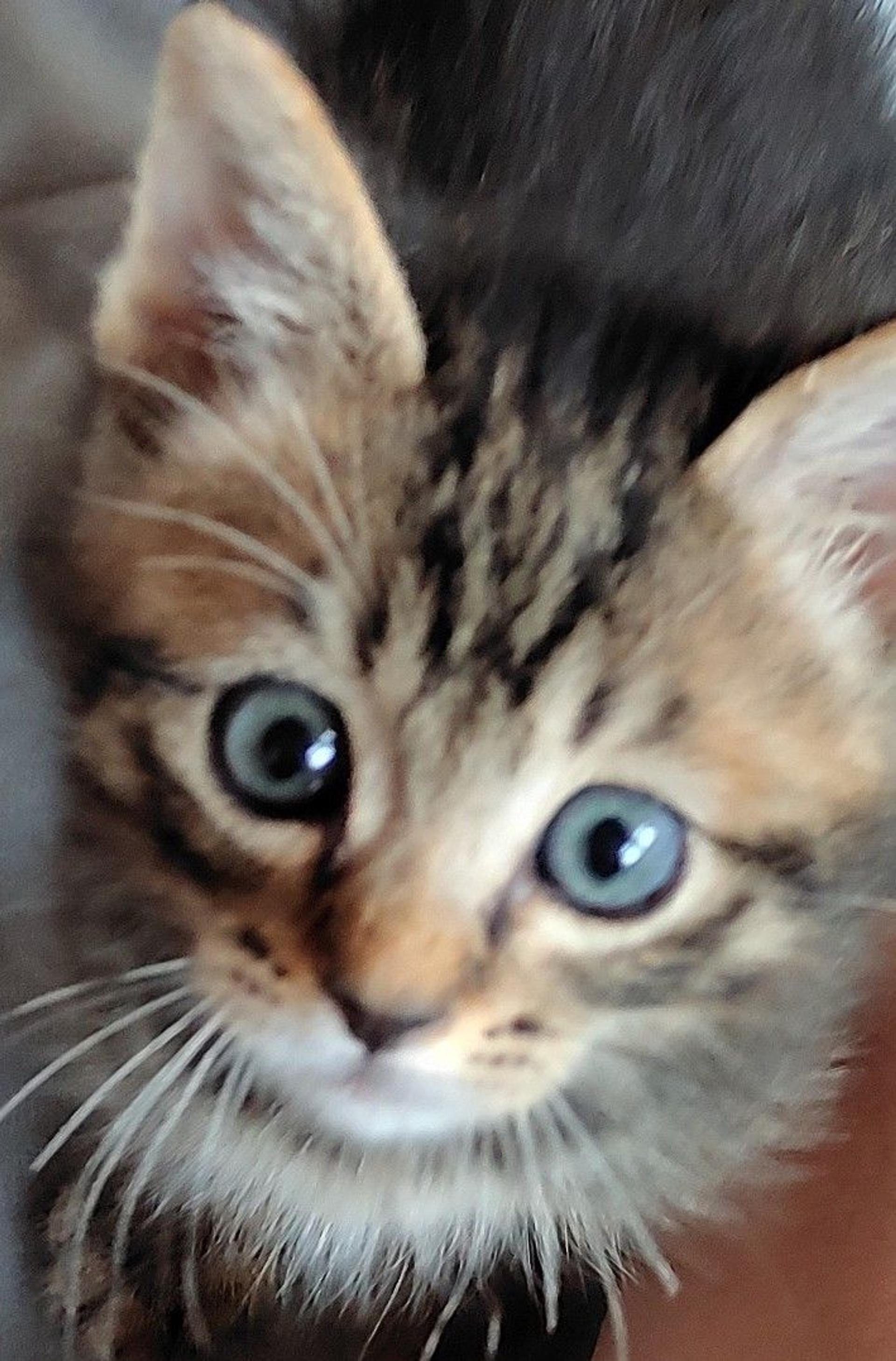 pet-image-3