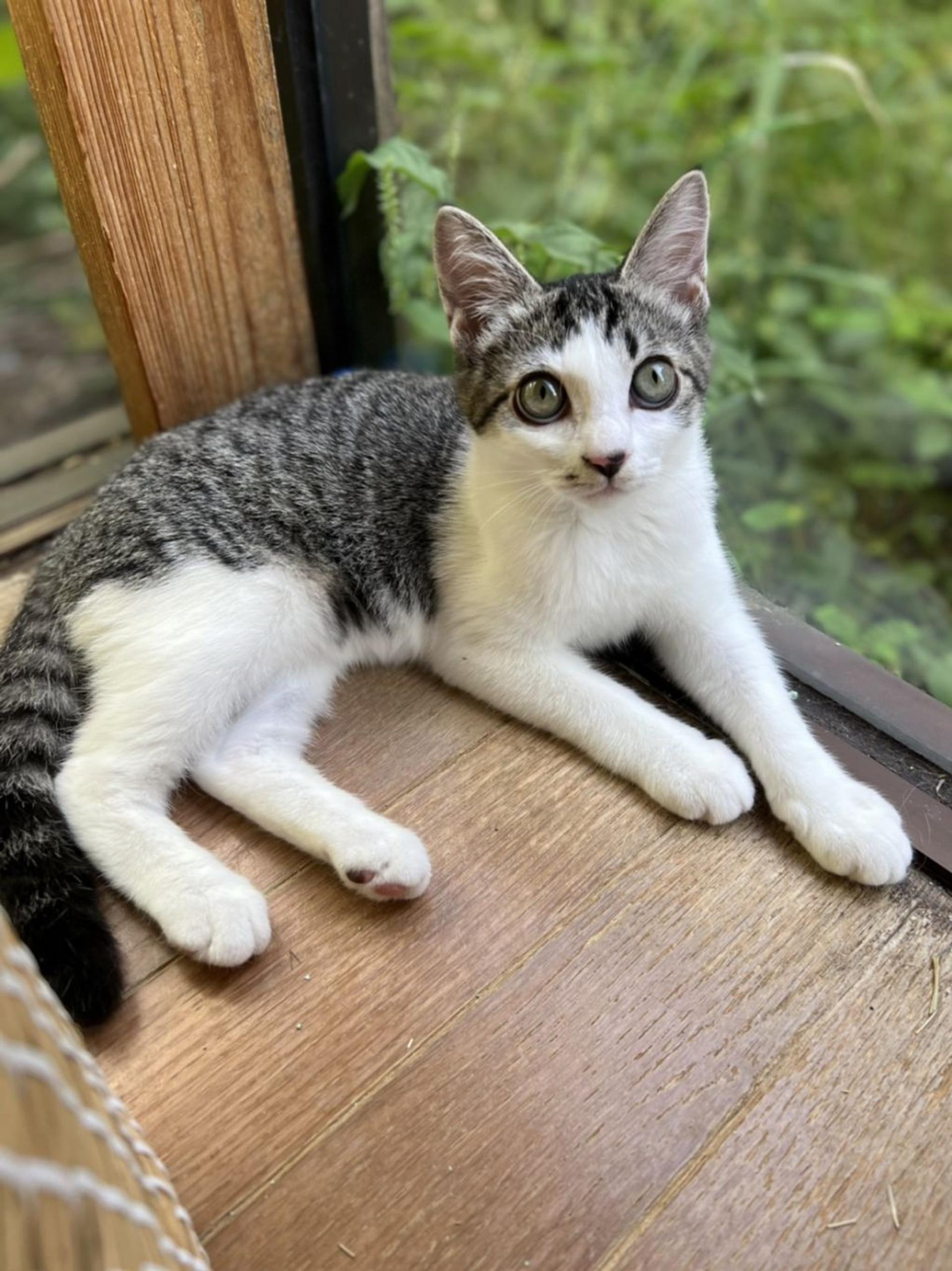 pet-image-2