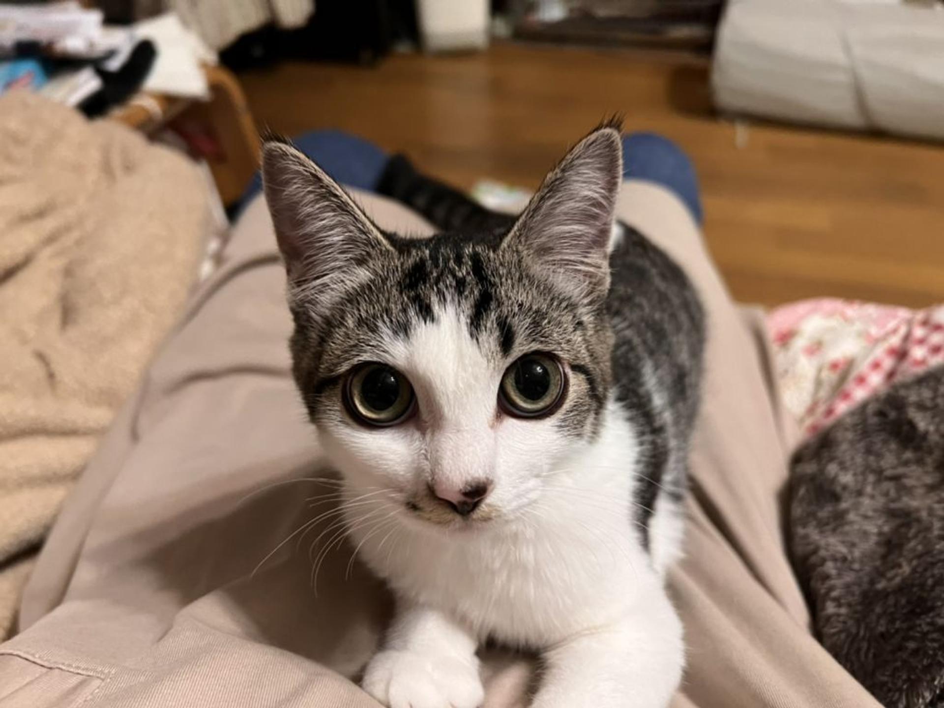 pet-image-3