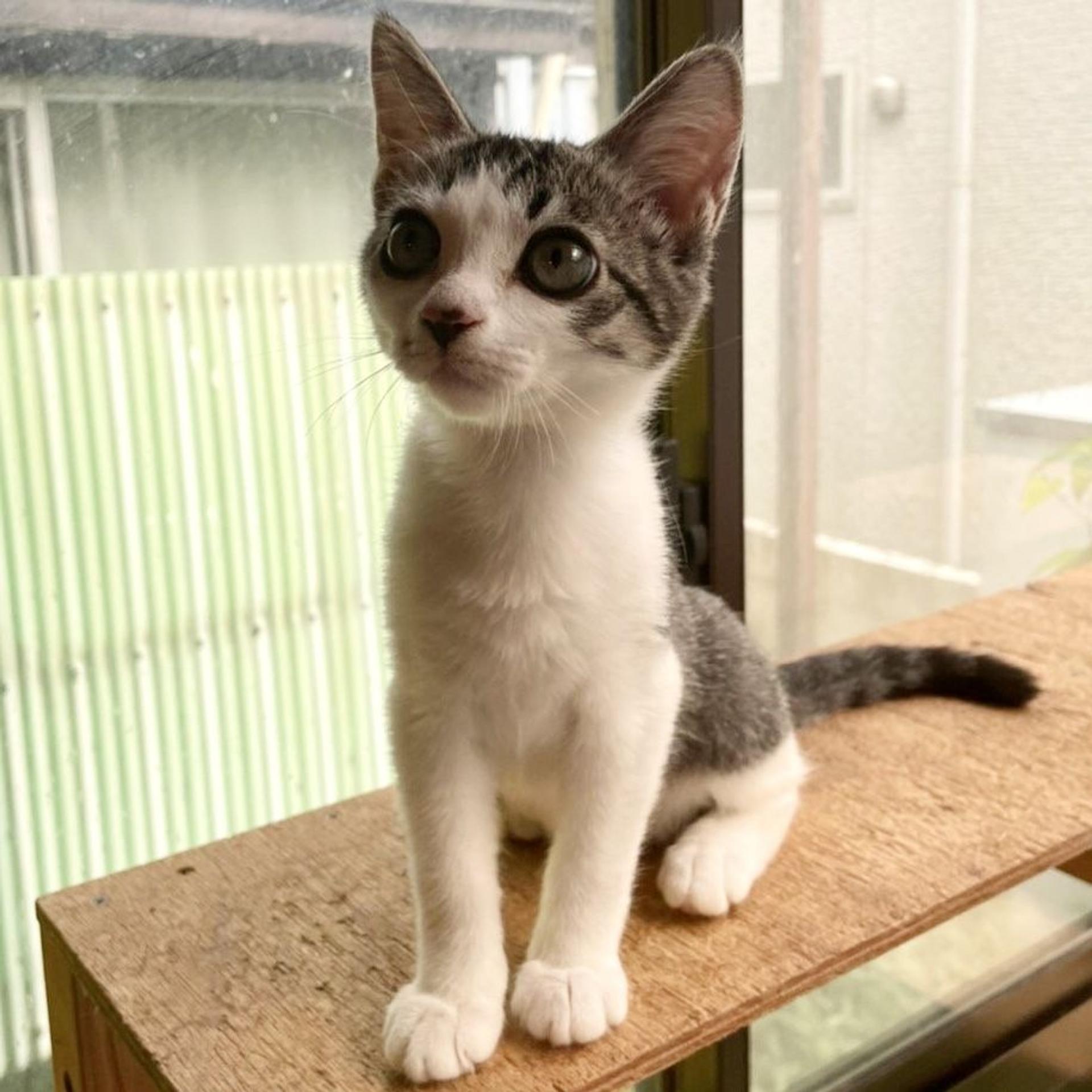 pet-image-4