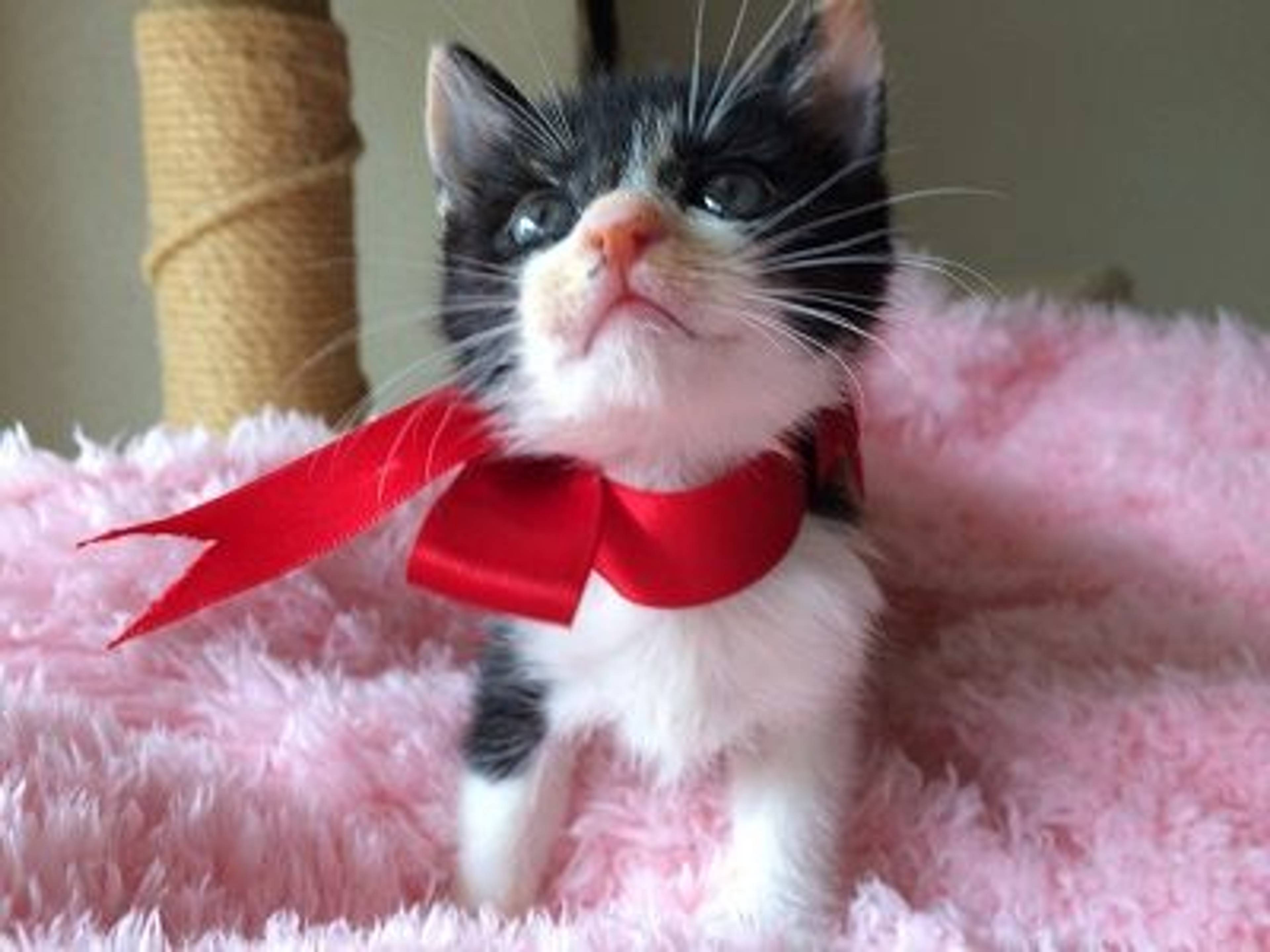 雑種（ミックス猫）・メスの里親募集の写真