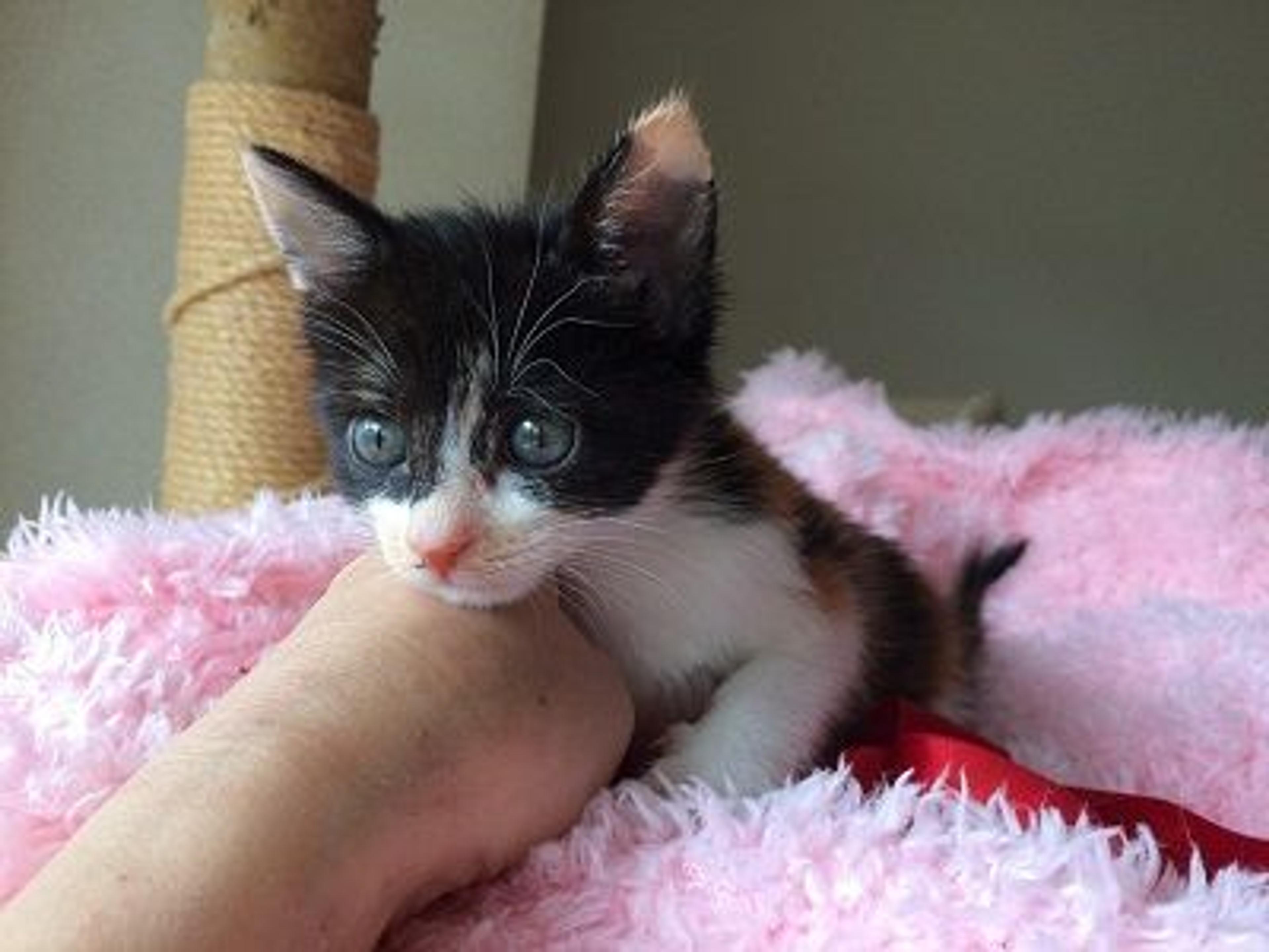 pet-image-2