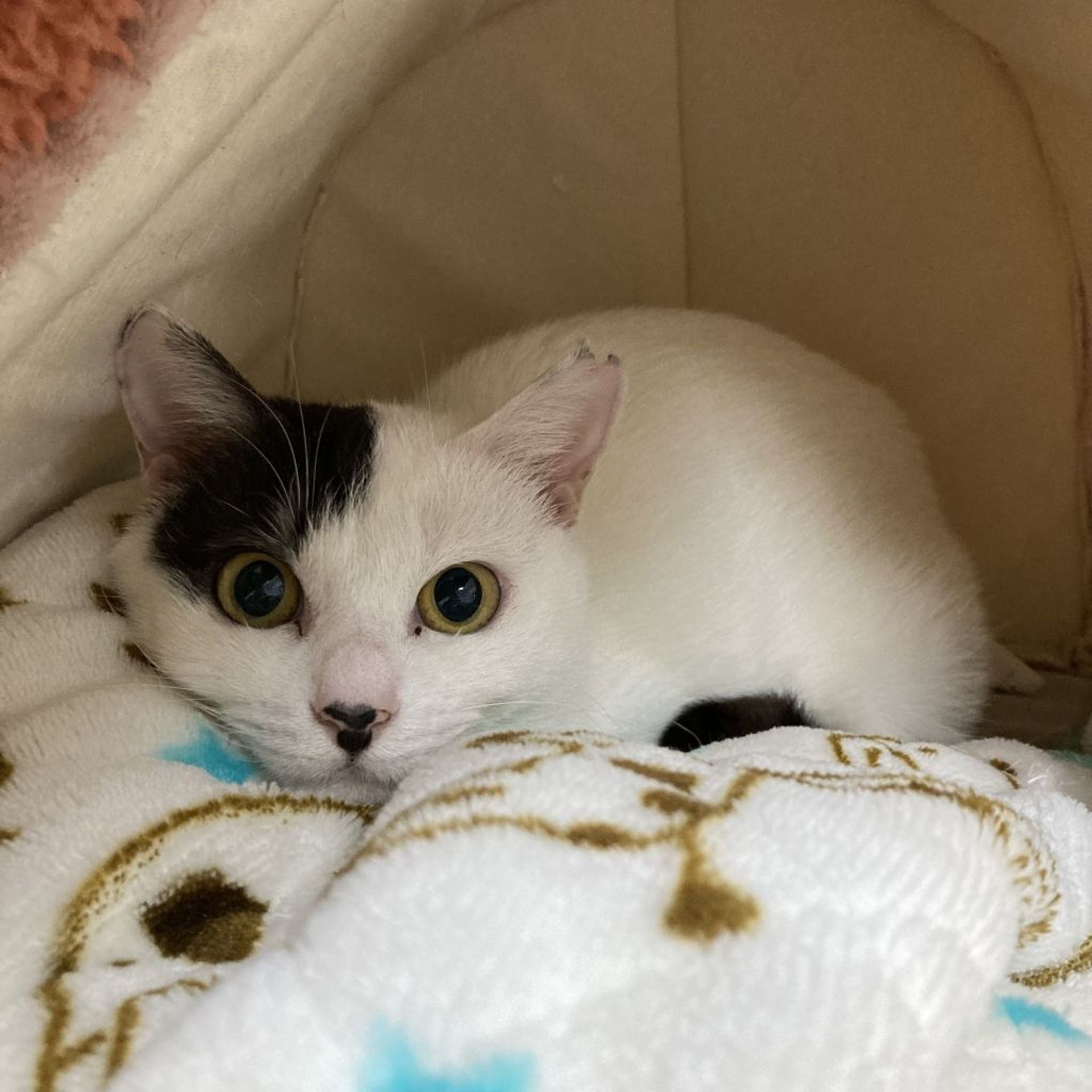 雑種（ミックス猫）・メスの里親募集の写真