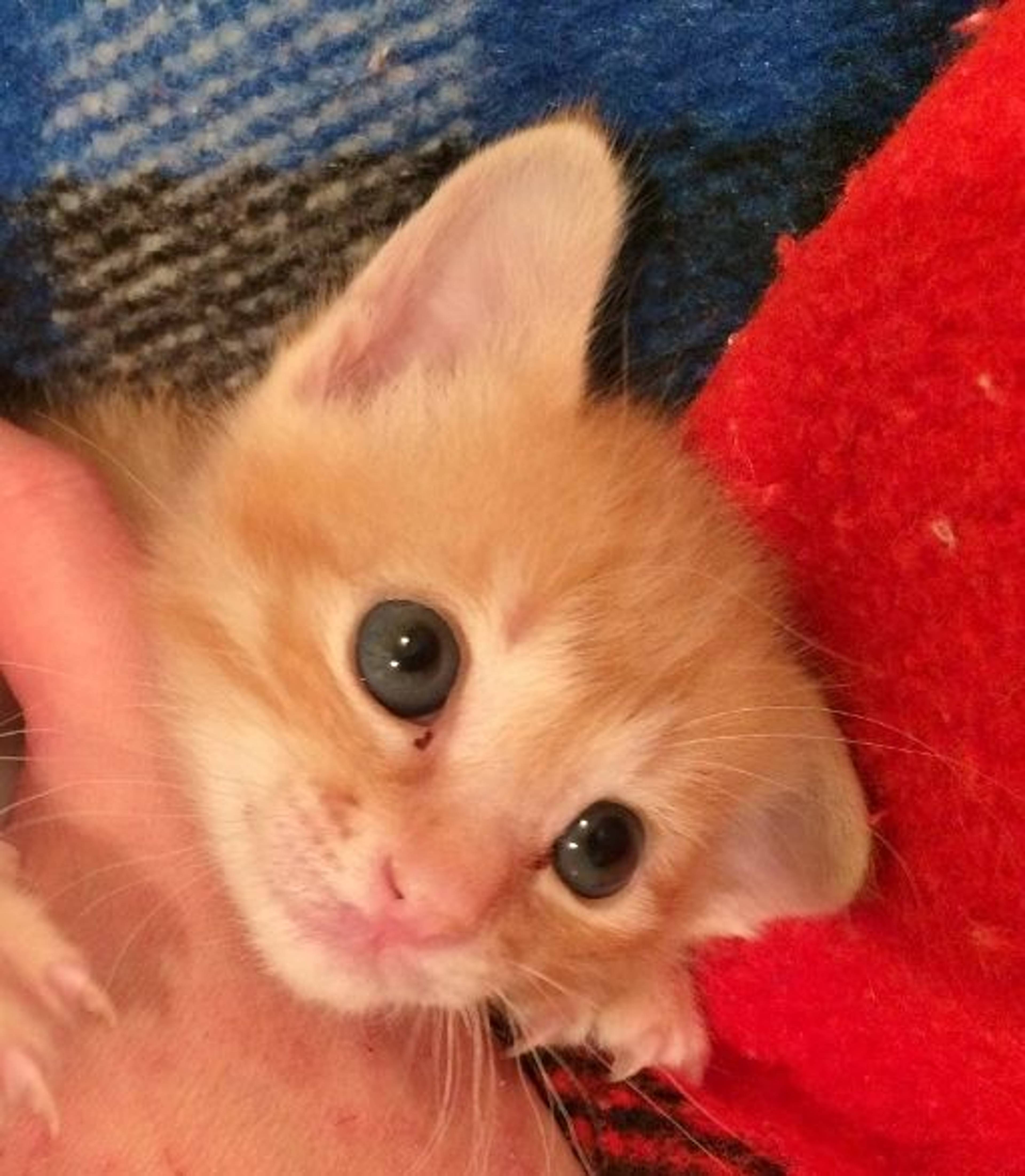 雑種（ミックス猫）・オスの里親募集の写真
