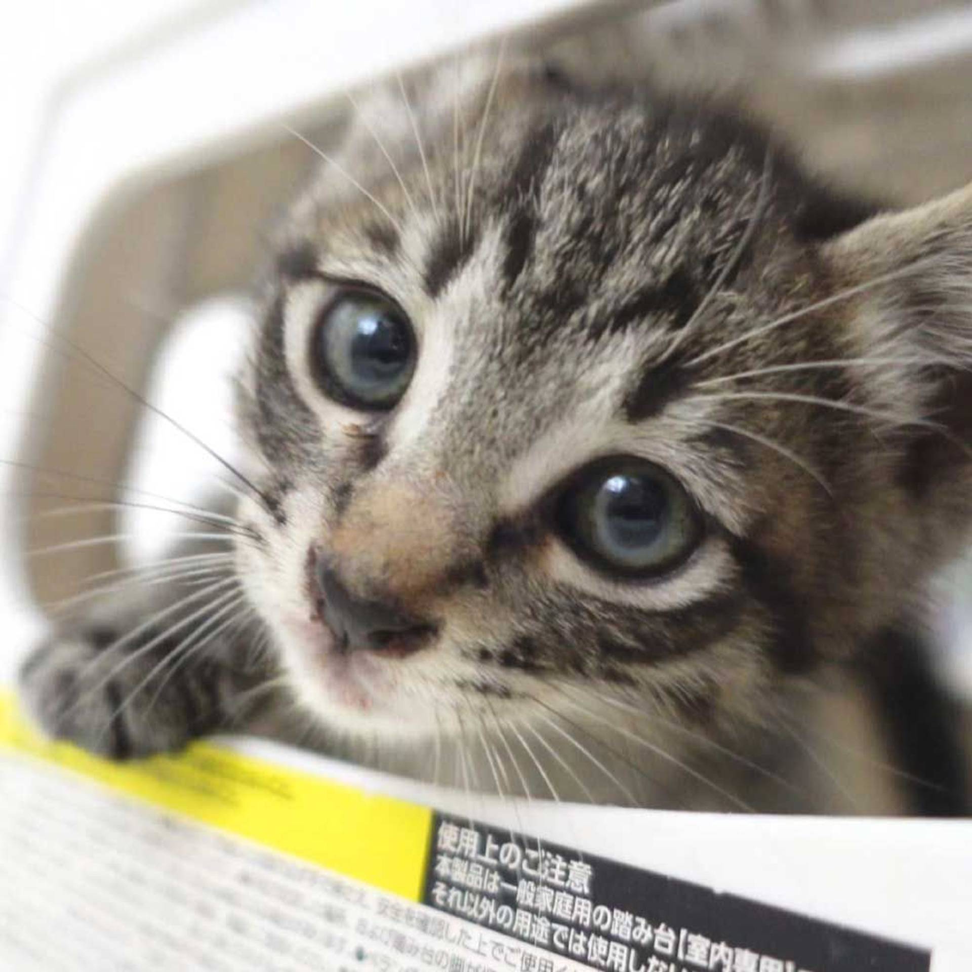 雑種（ミックス猫）・オスの里親募集の写真
