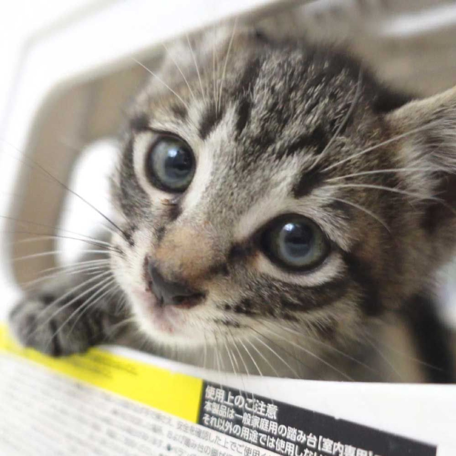 雑種（ミックス猫）・オスの里親募集の写真