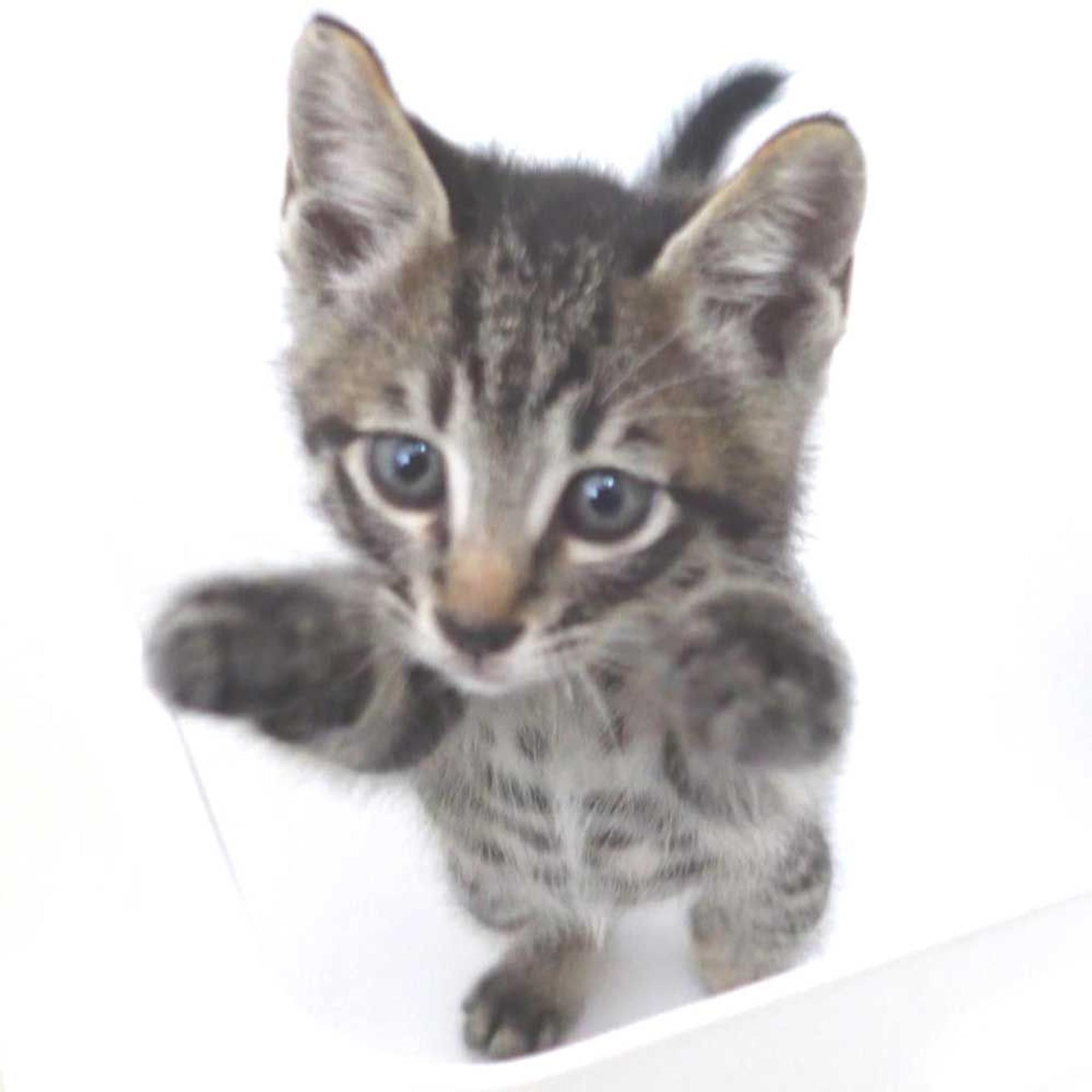 pet-image-3