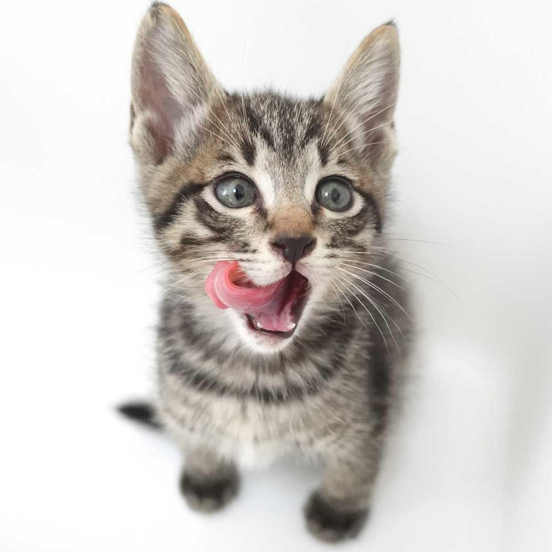 pet-image-5