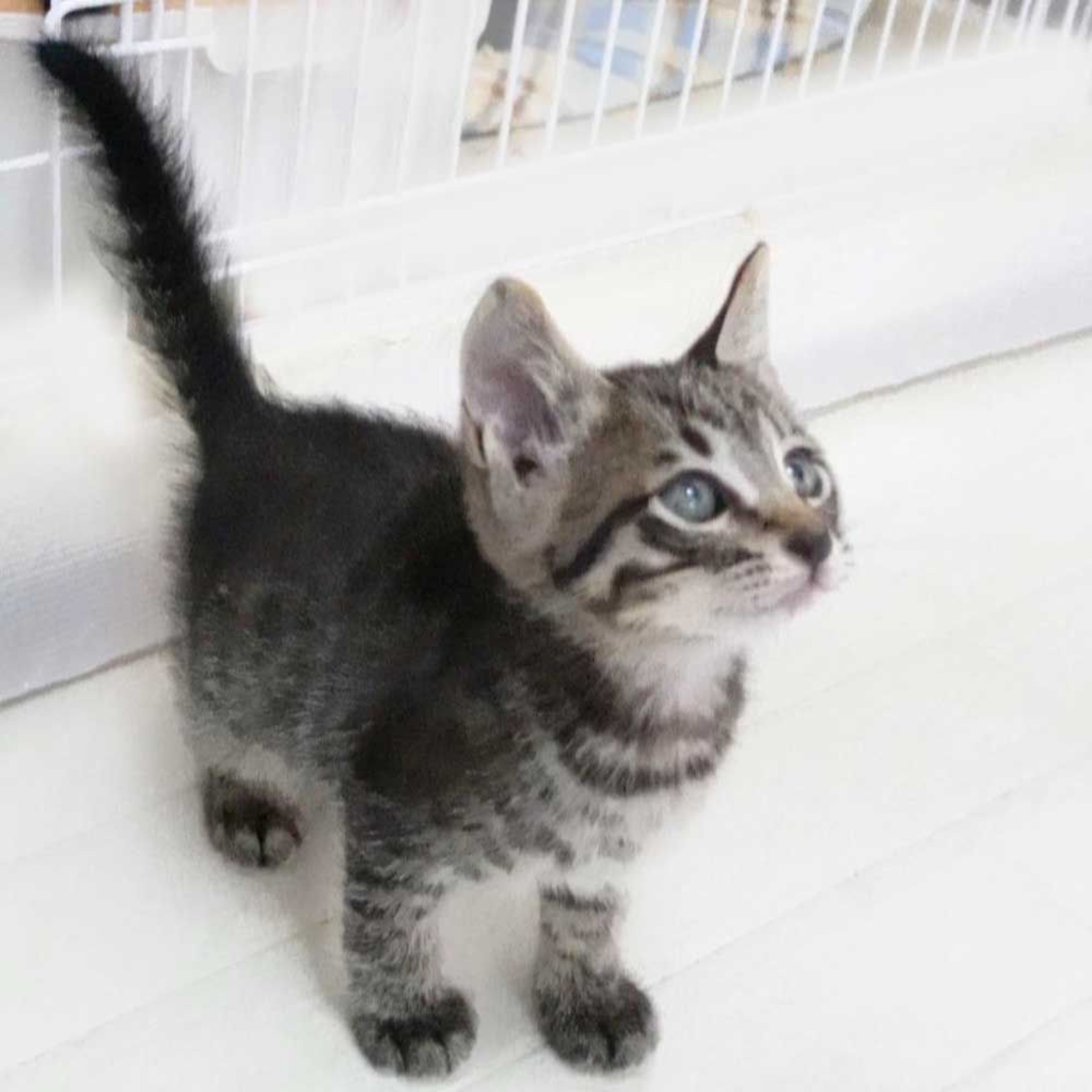 pet-image-7