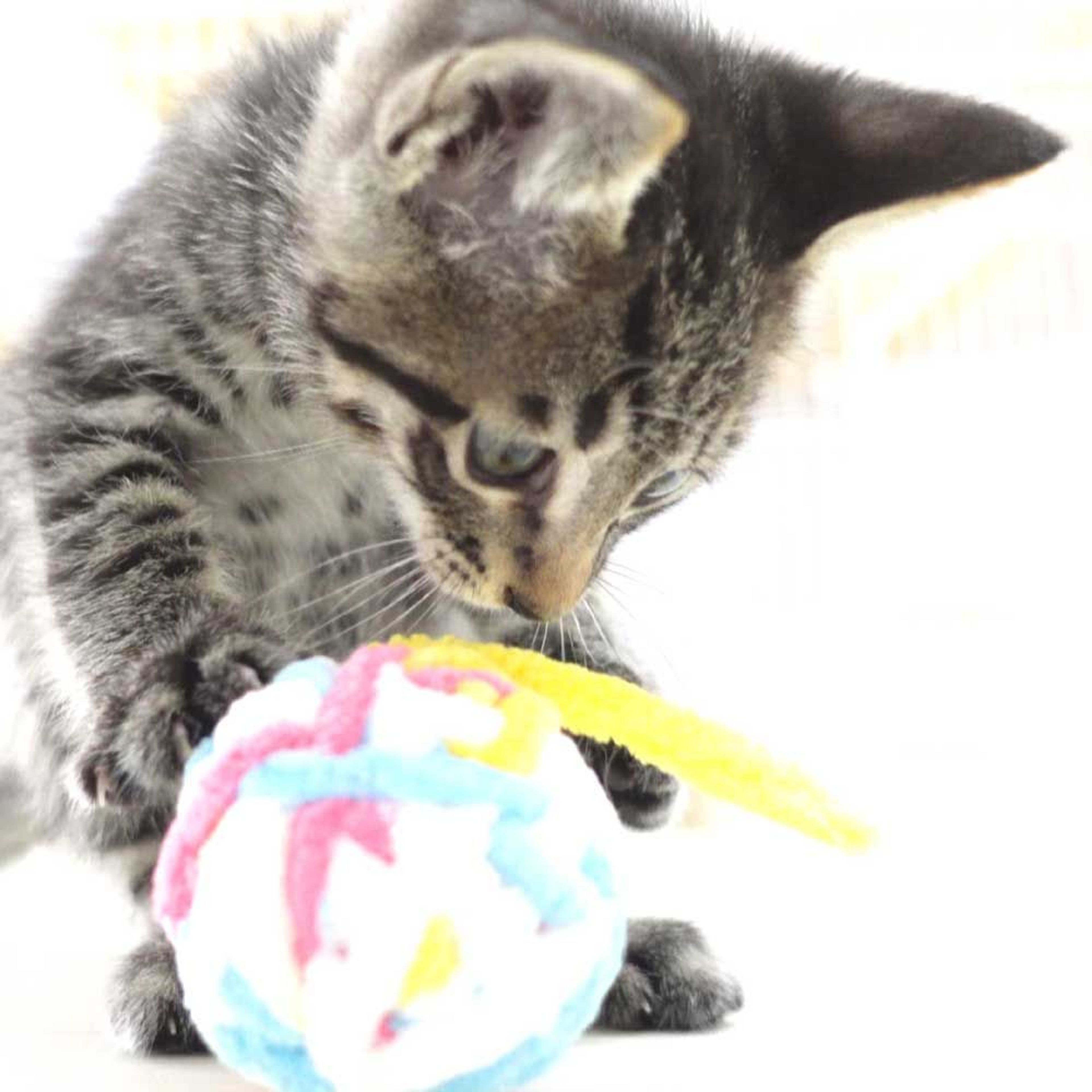 pet-image-8