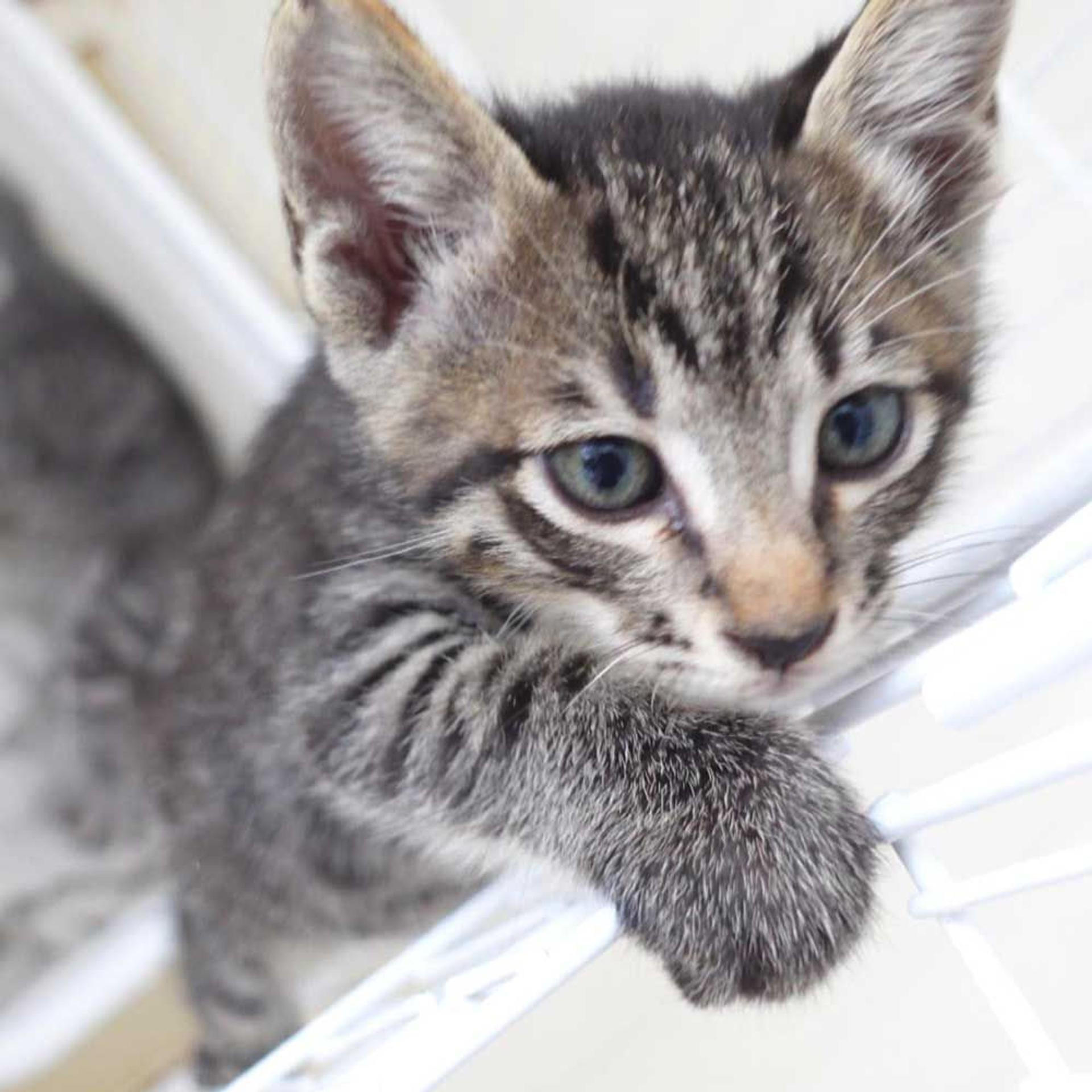 pet-image-9