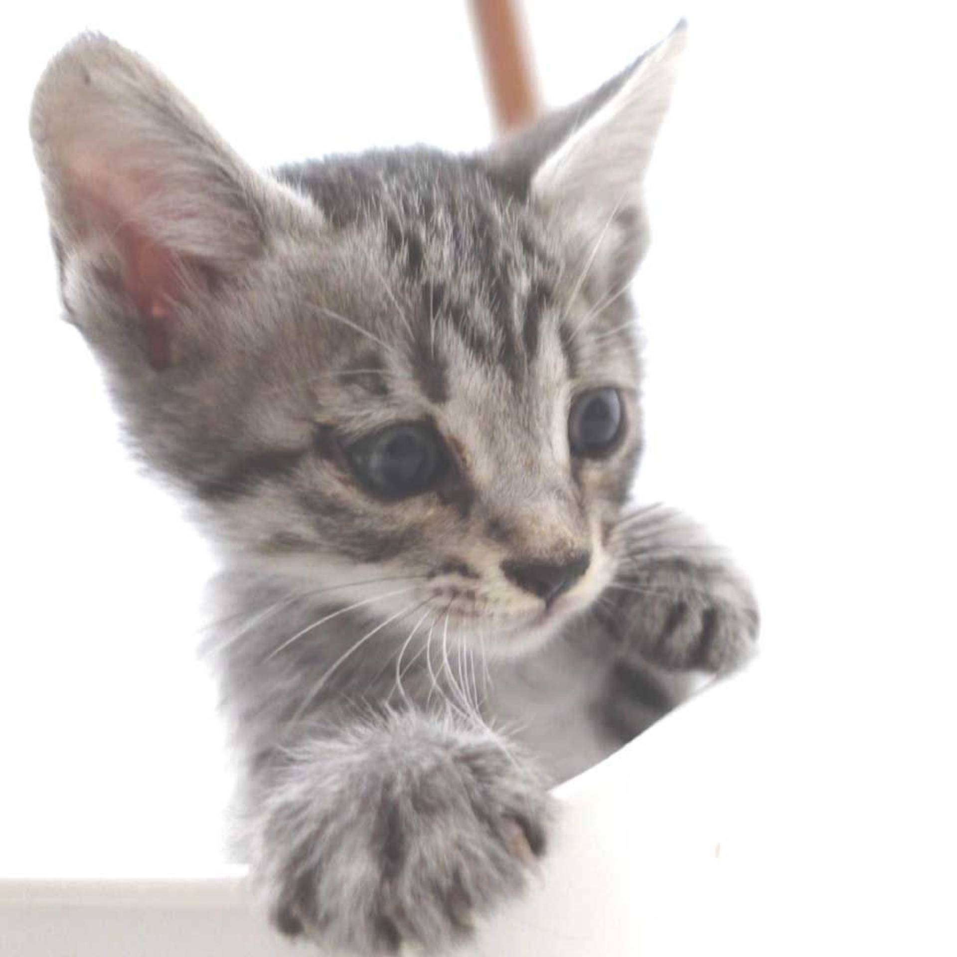 雑種（ミックス猫）・オスの里親募集の写真