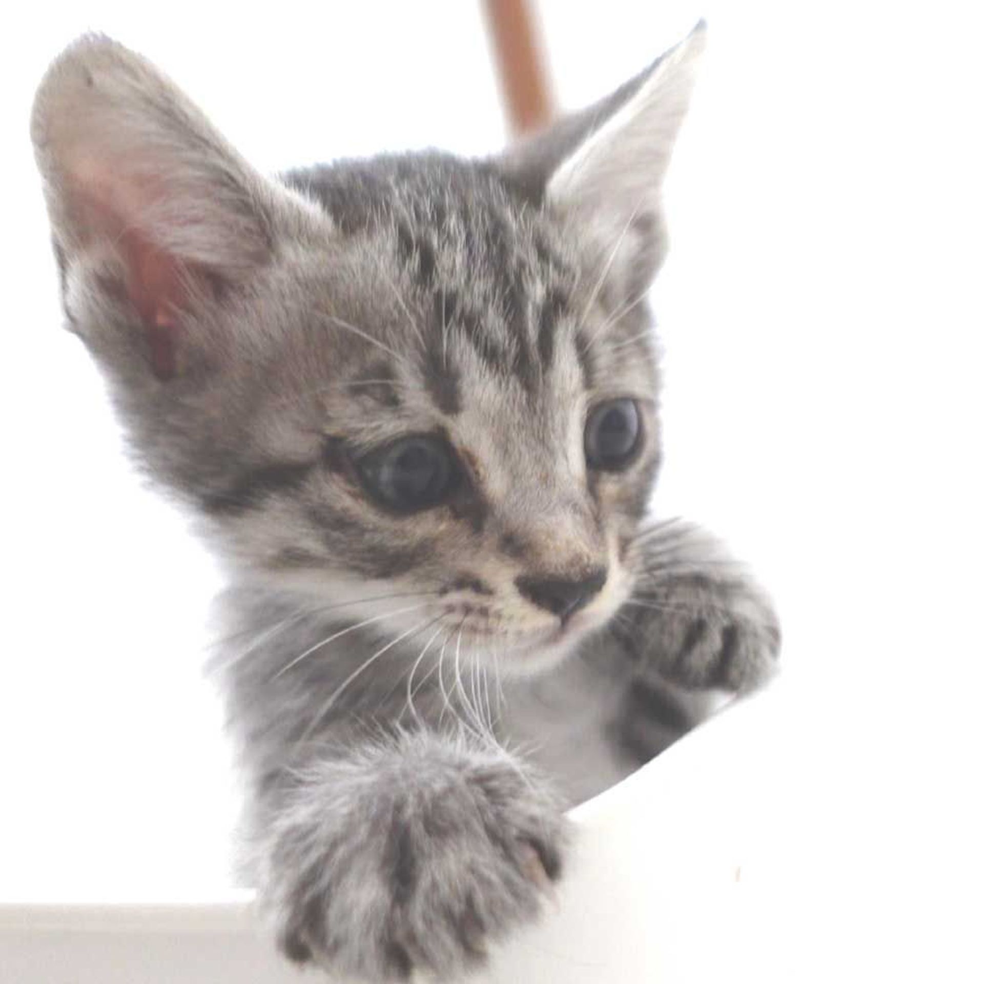 雑種（ミックス猫）・オスの里親募集の写真