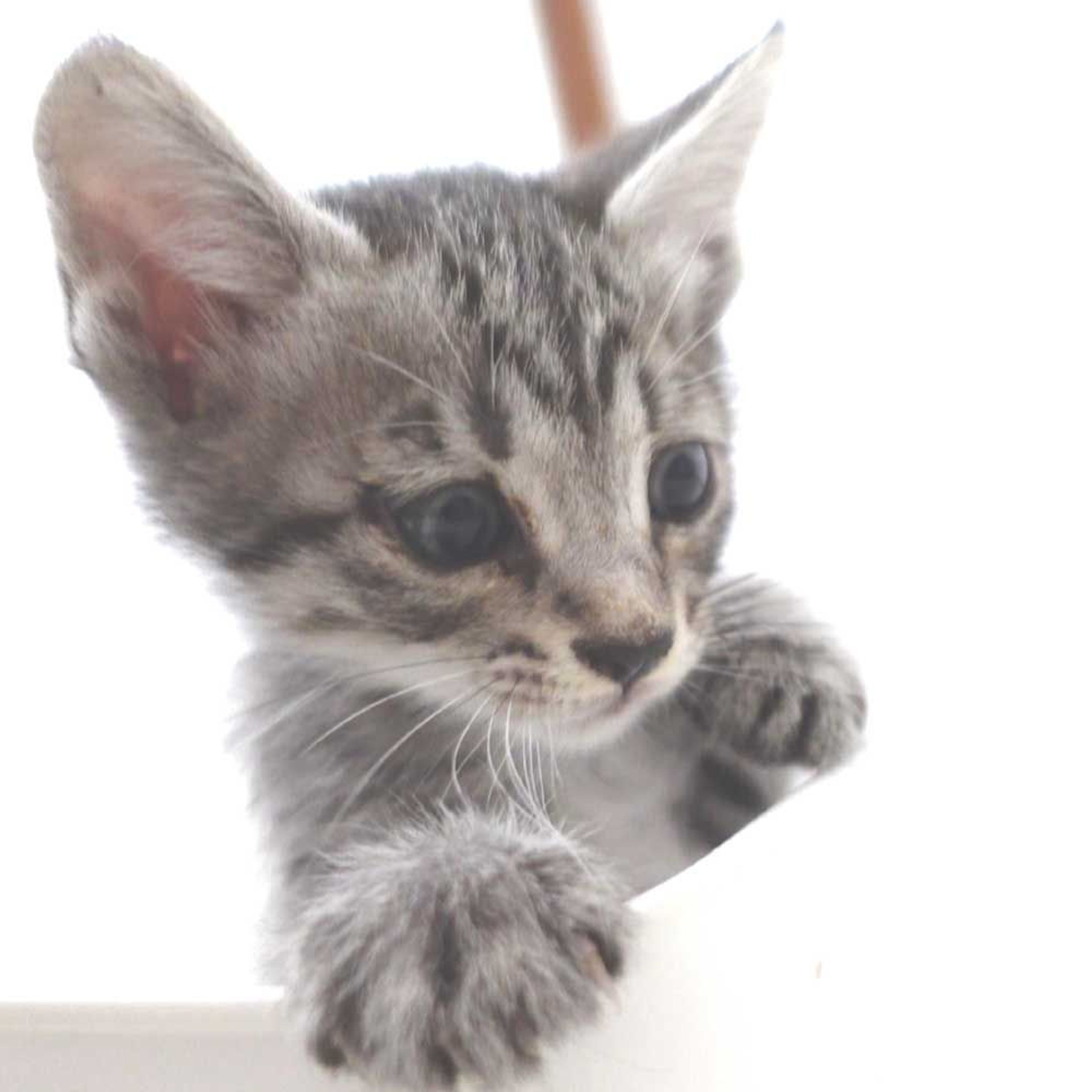 雑種（ミックス猫）・オスの里親募集の写真