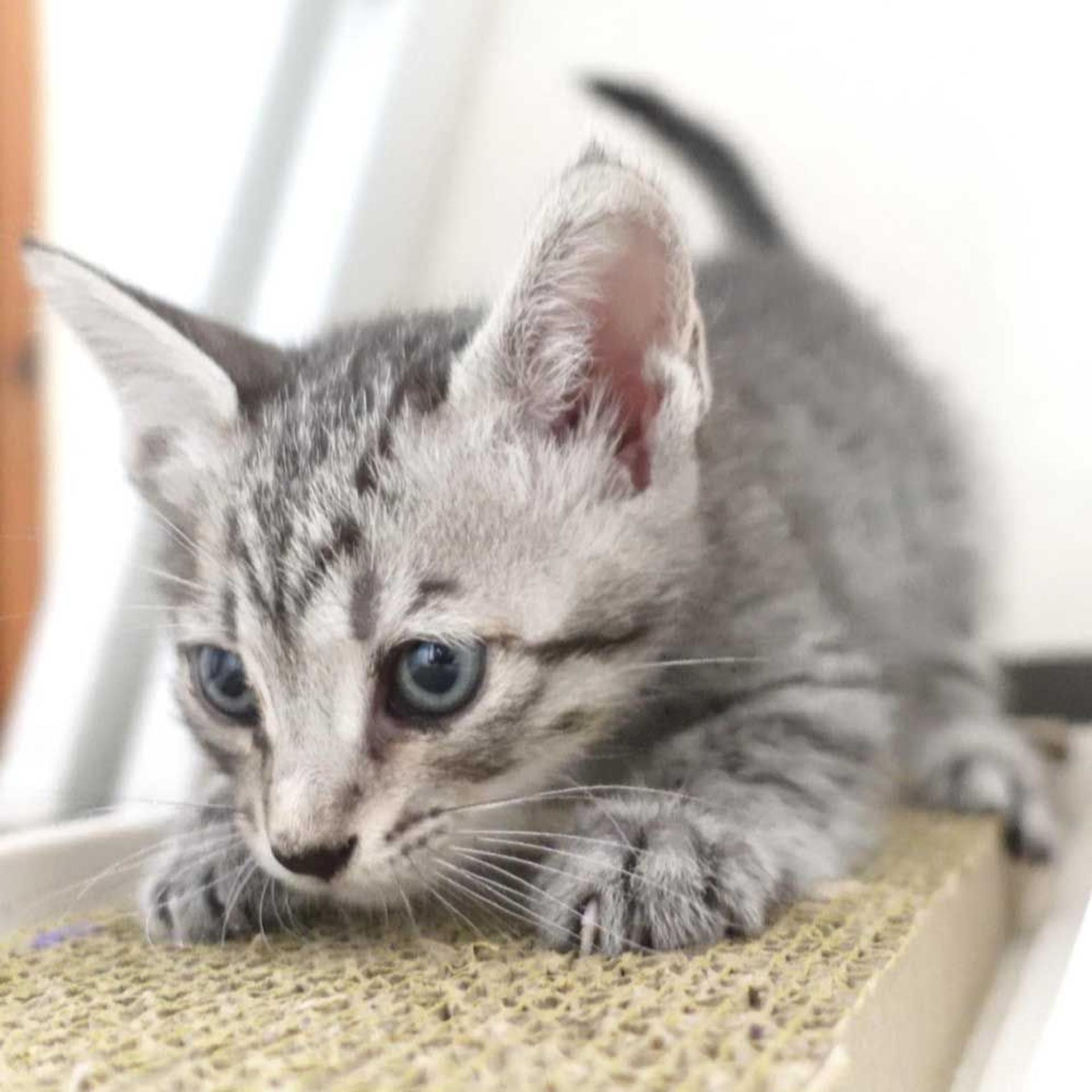pet-image-3