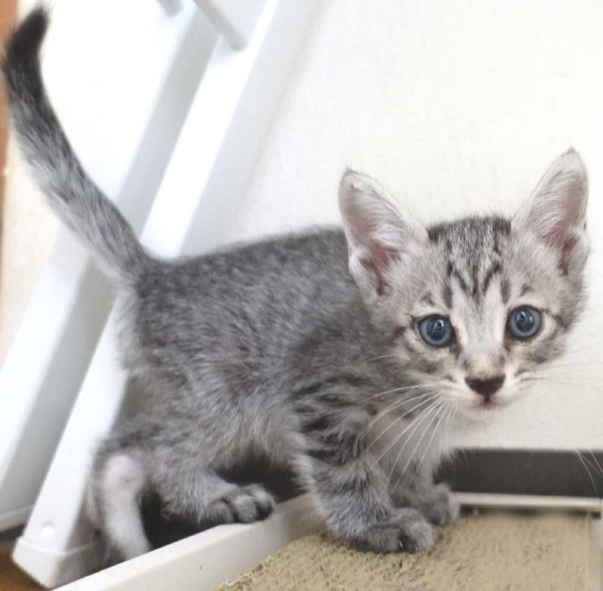 pet-image-4