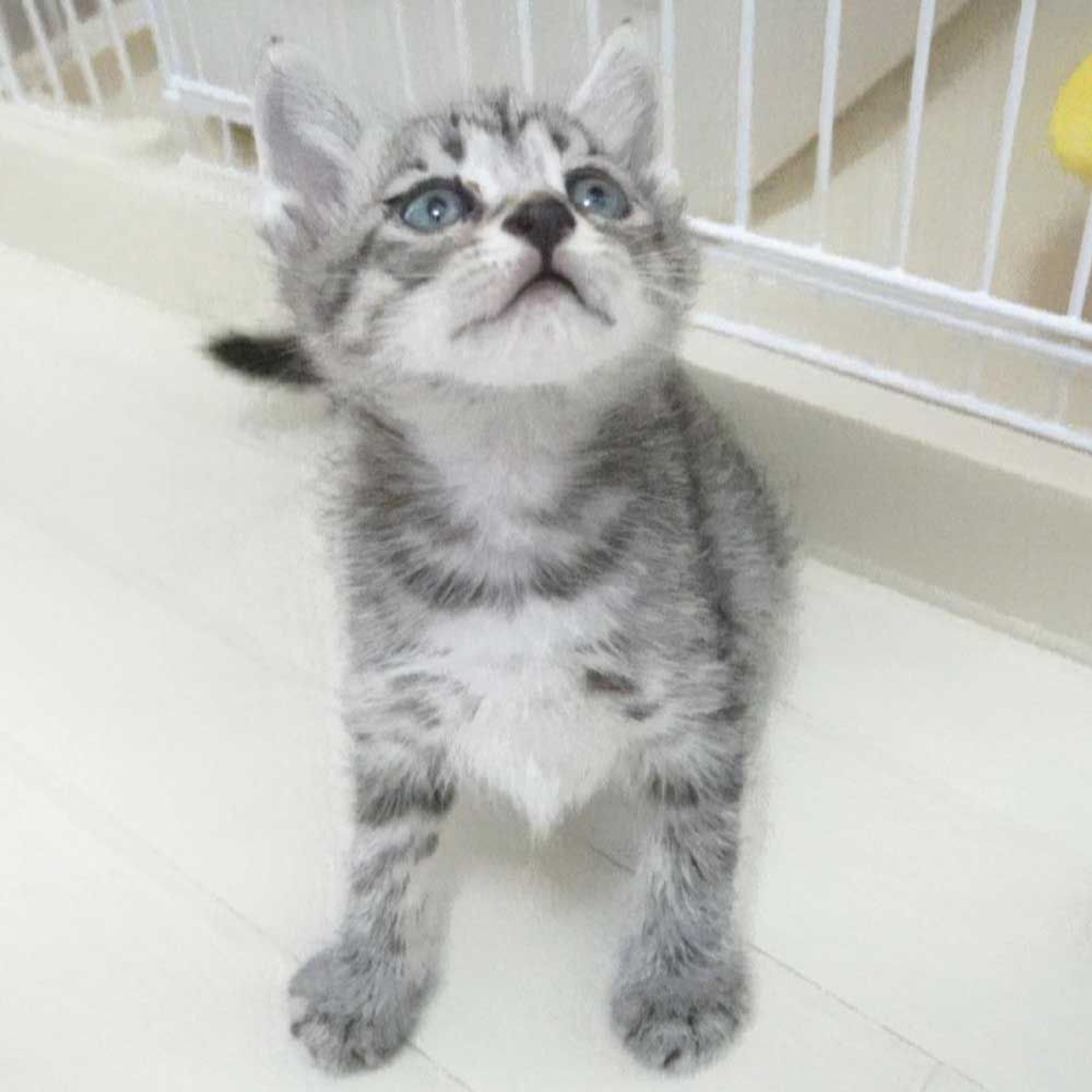 pet-image-5