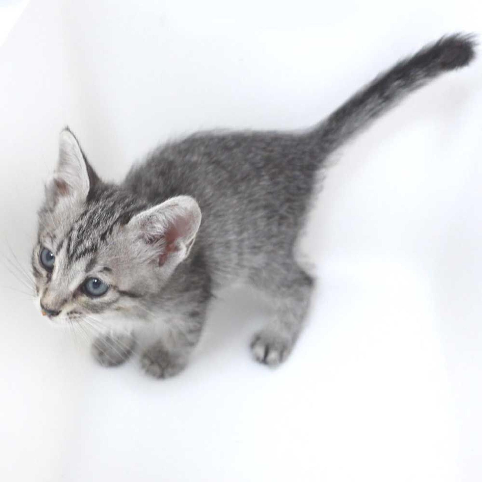 pet-image-6