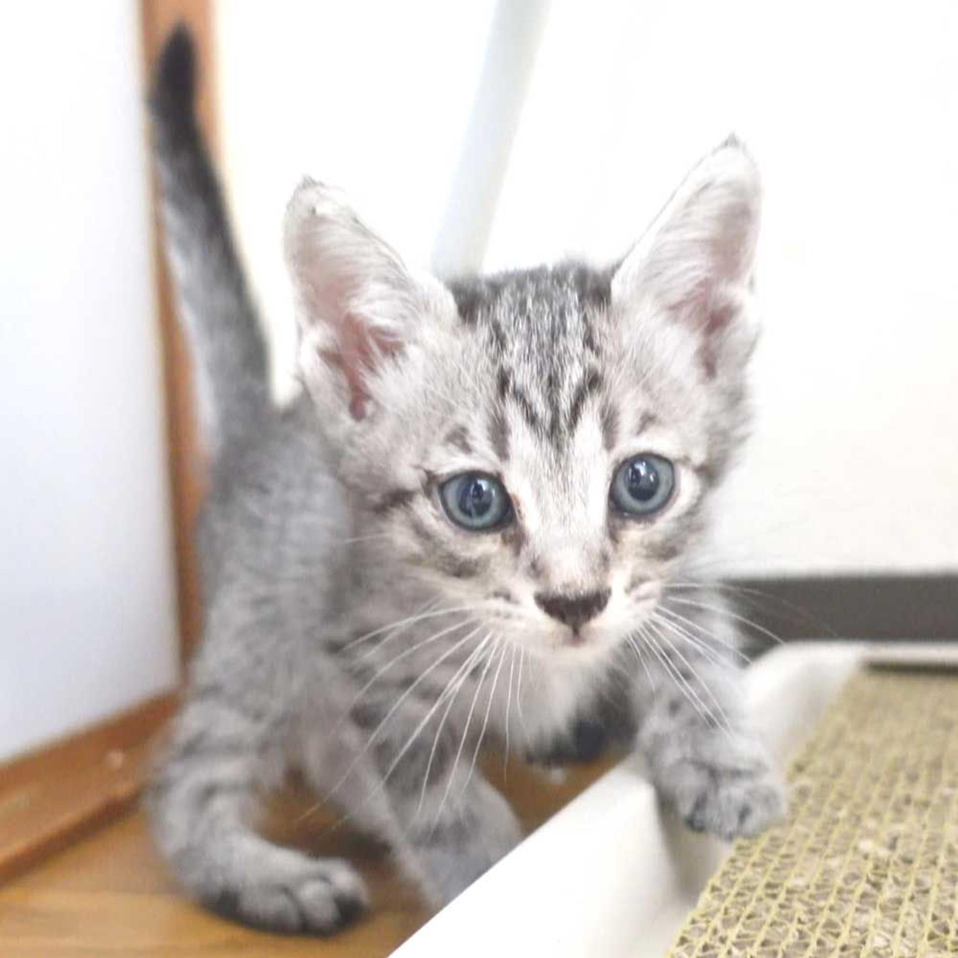 pet-image-7