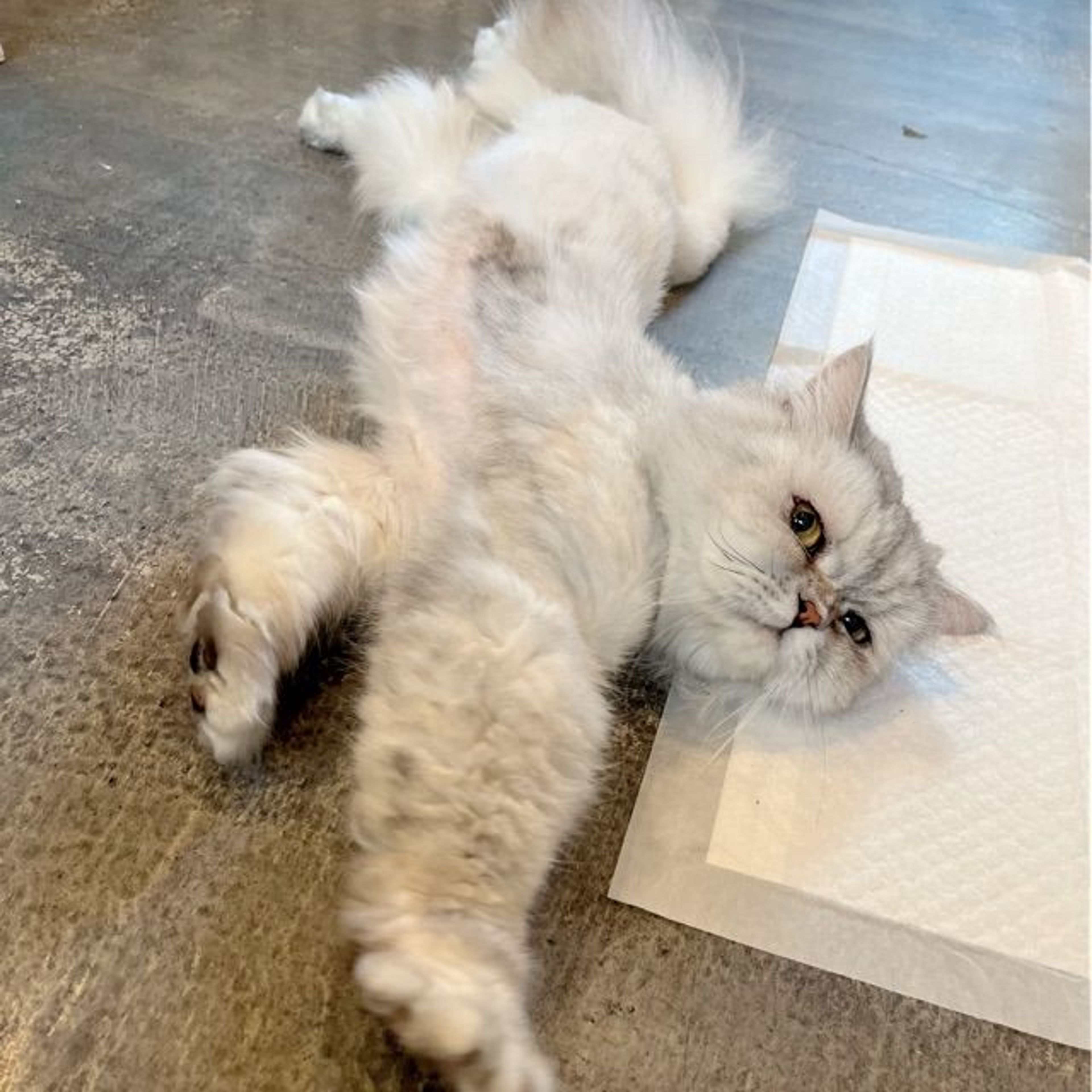 pet-image-2