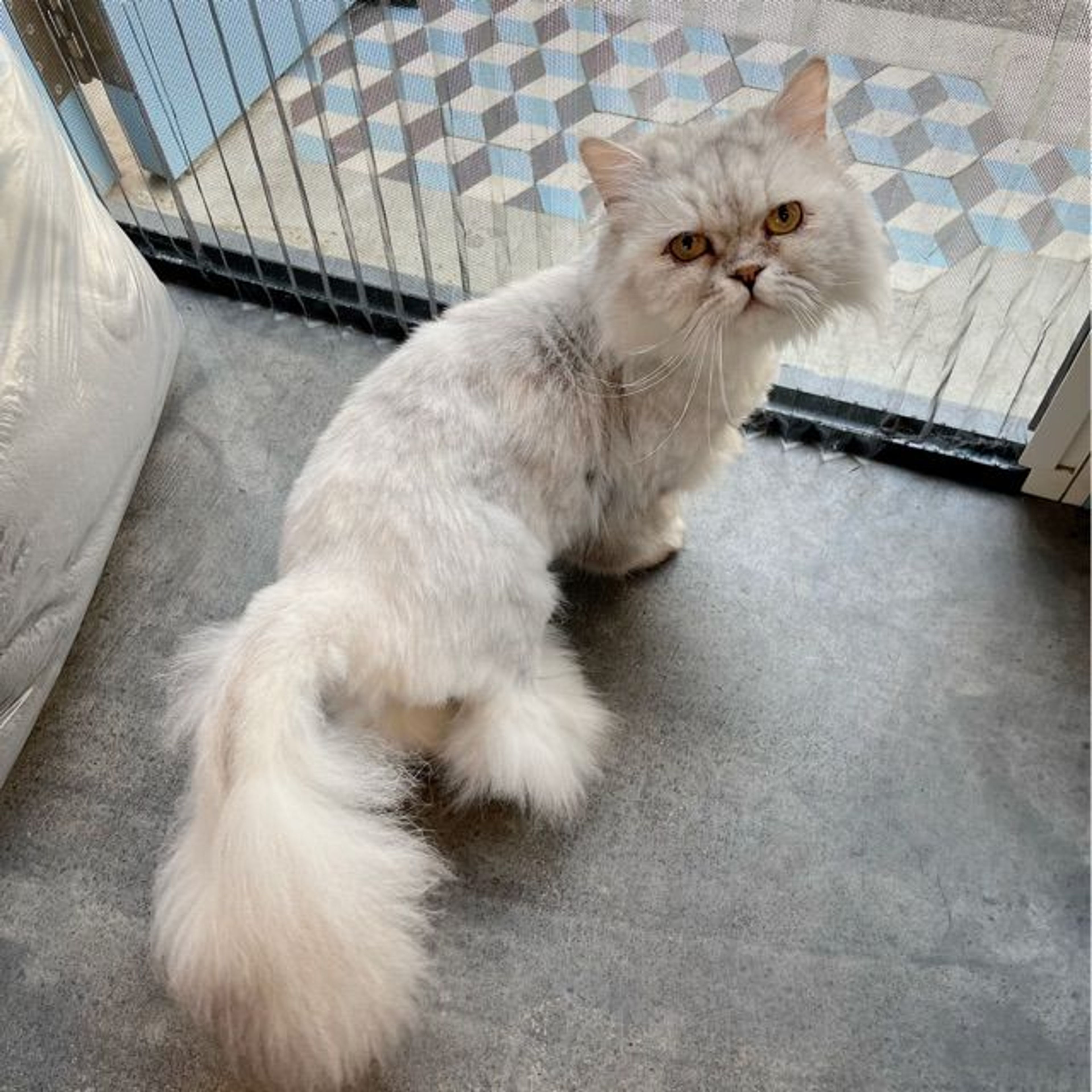 pet-image-3