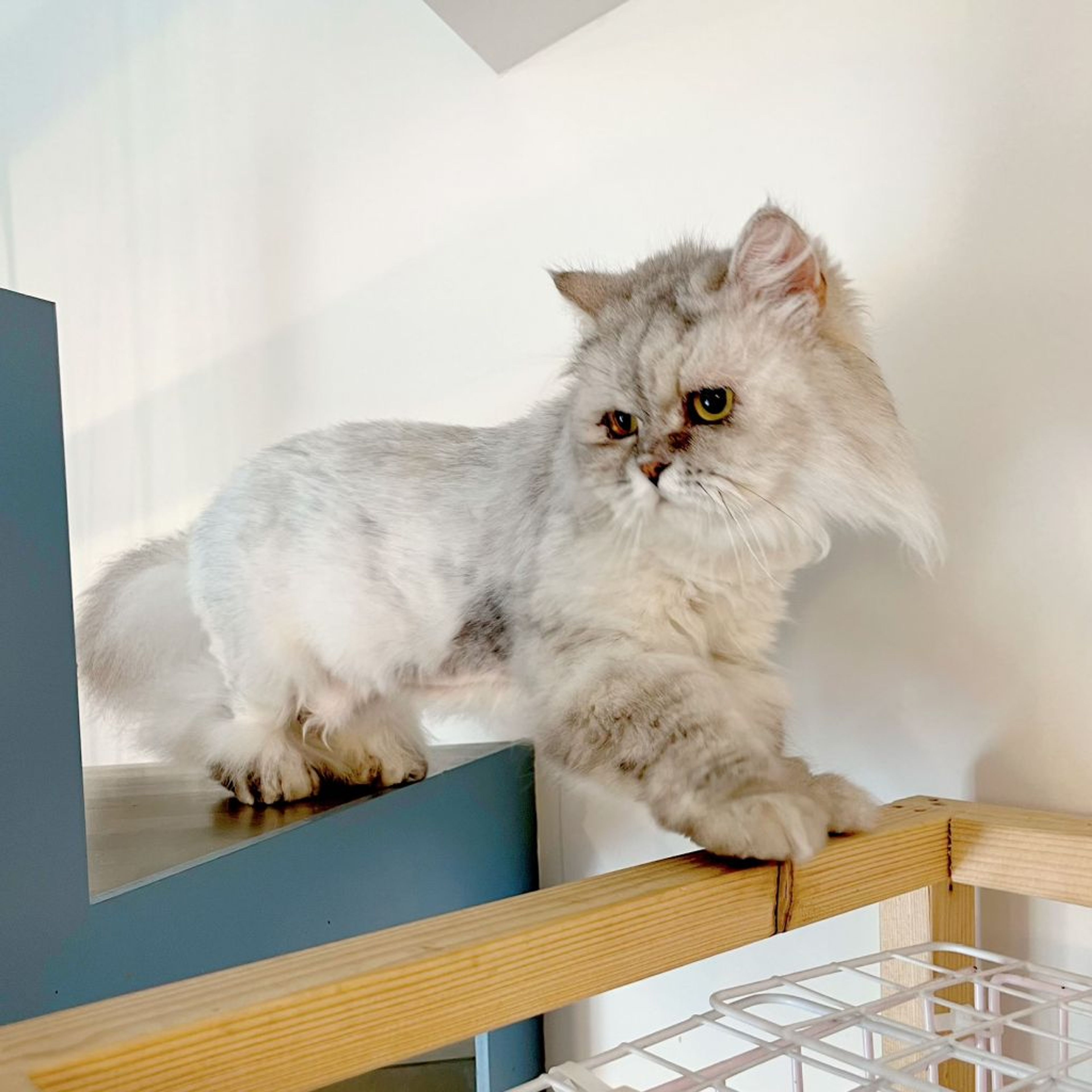 pet-image-4