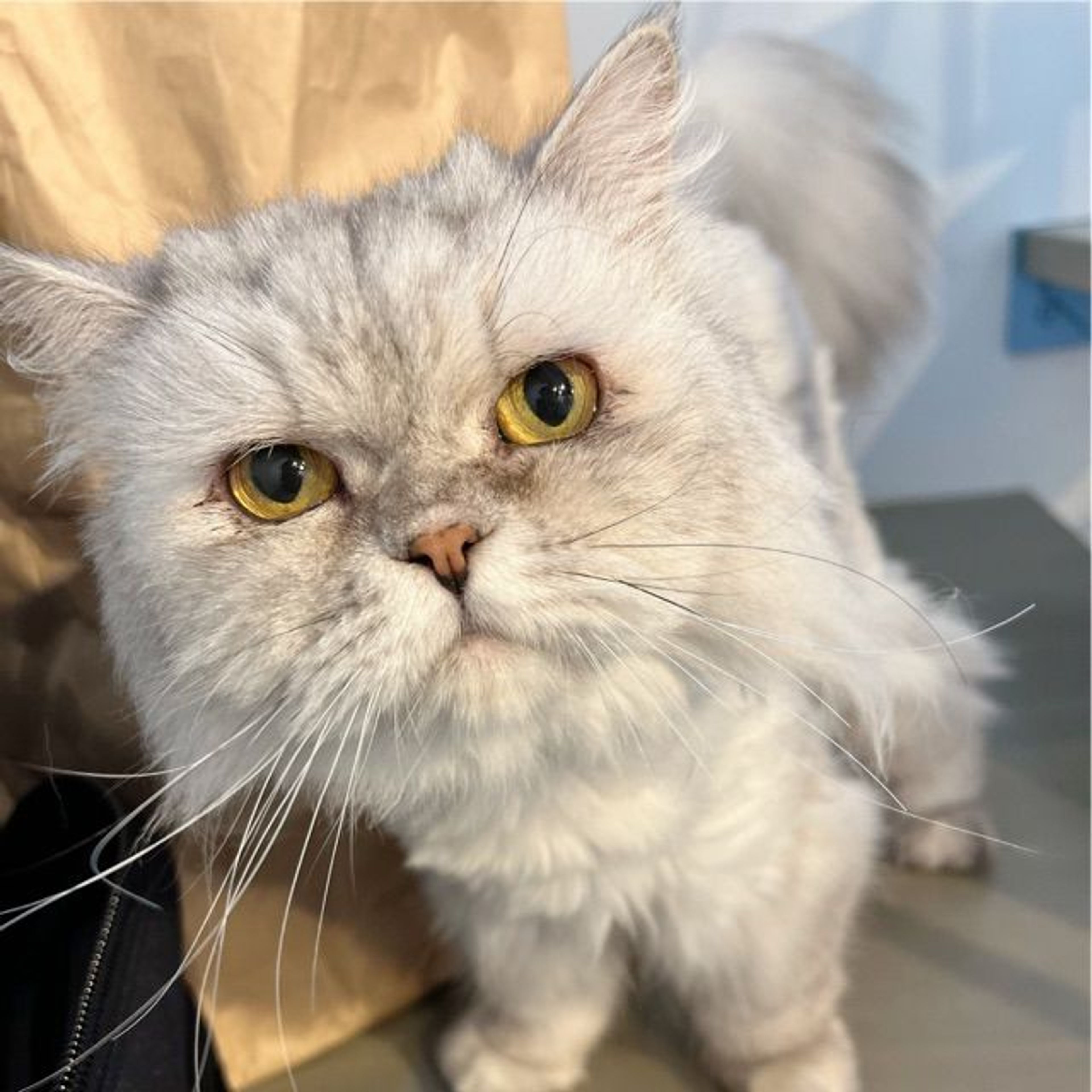 pet-image-5