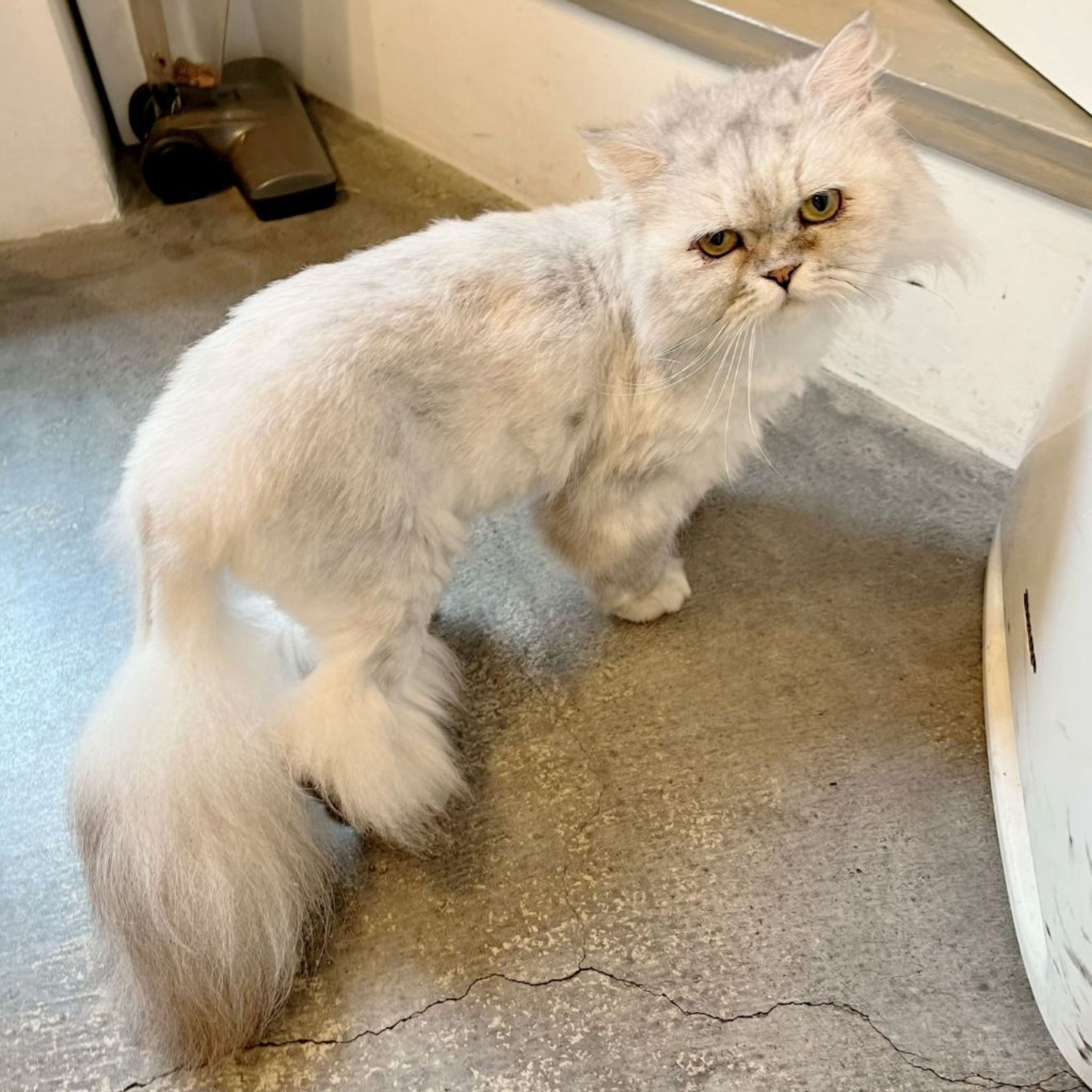 pet-image-6