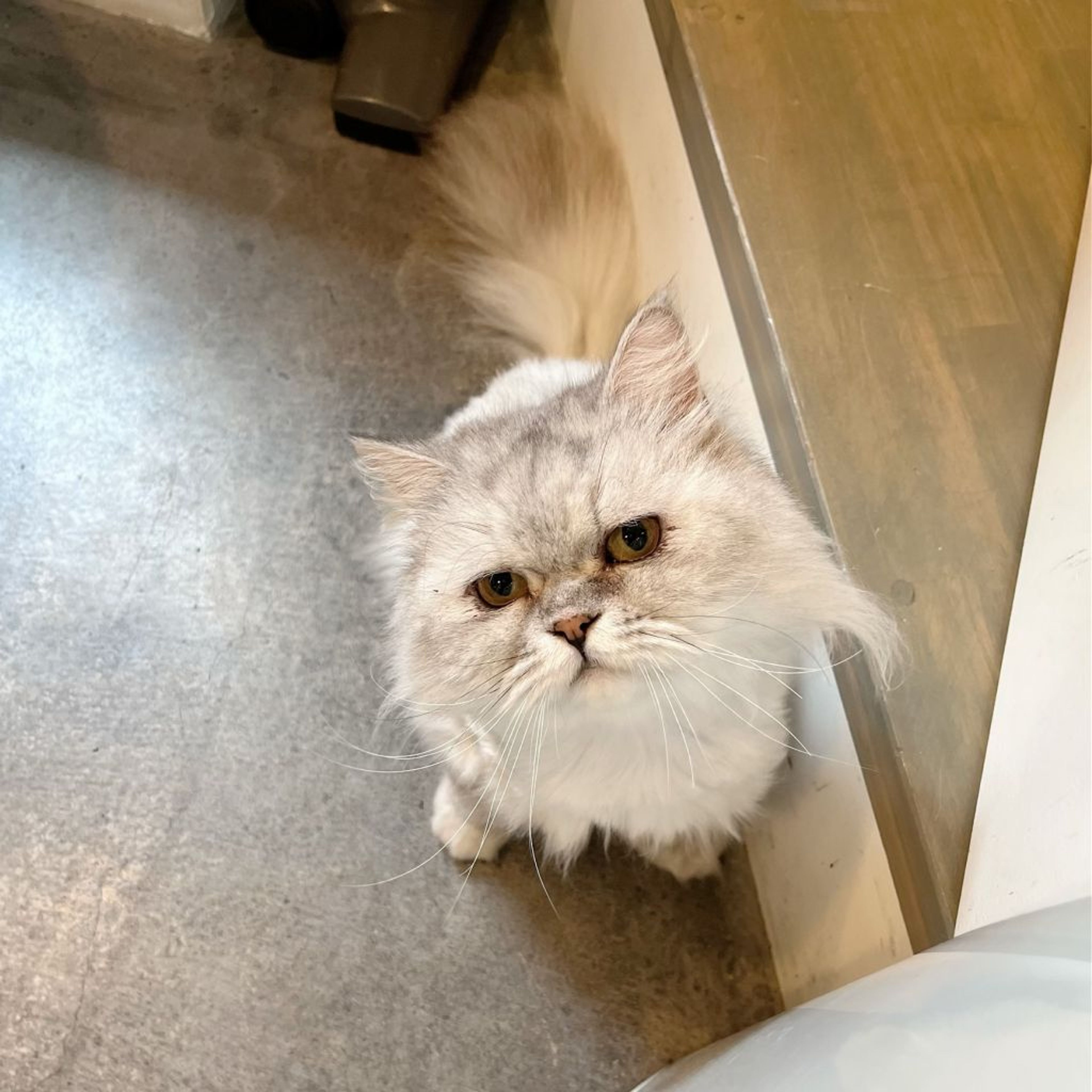 pet-image-7
