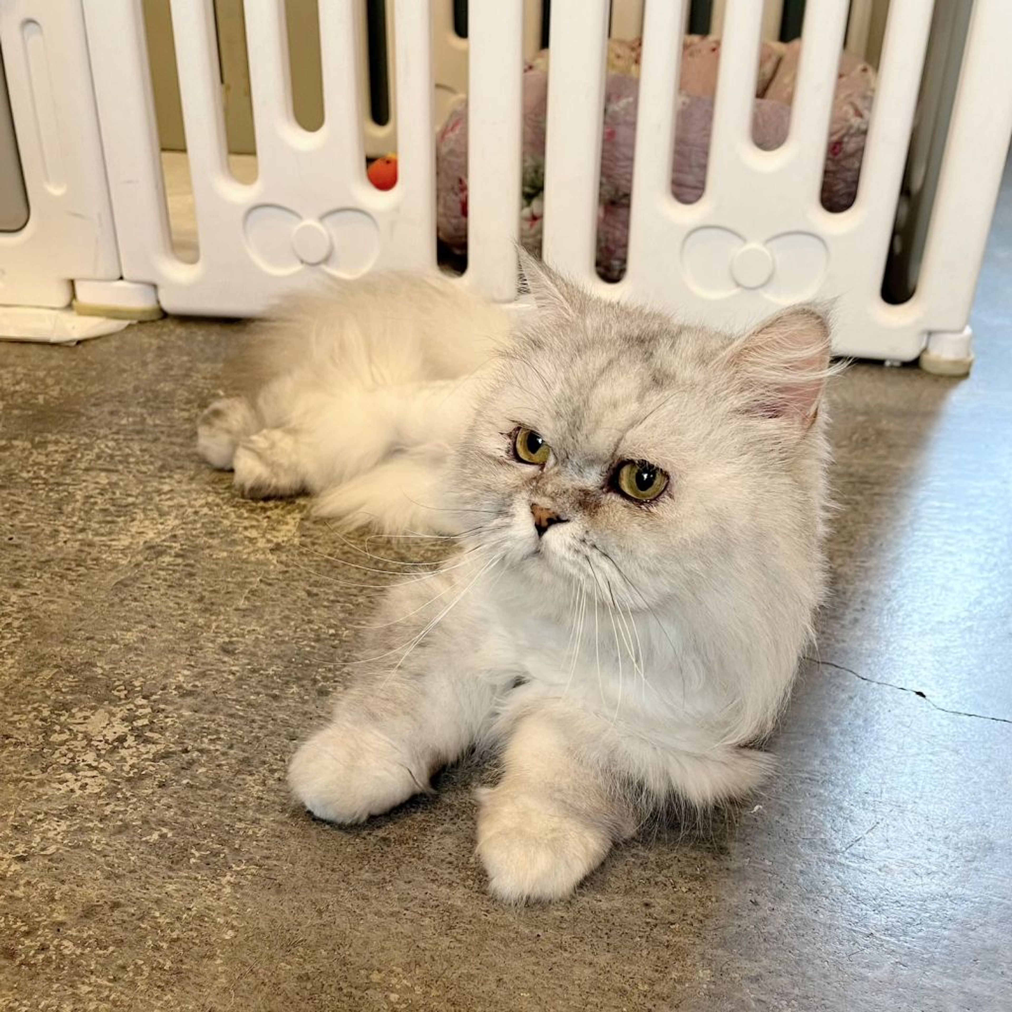 pet-image-8