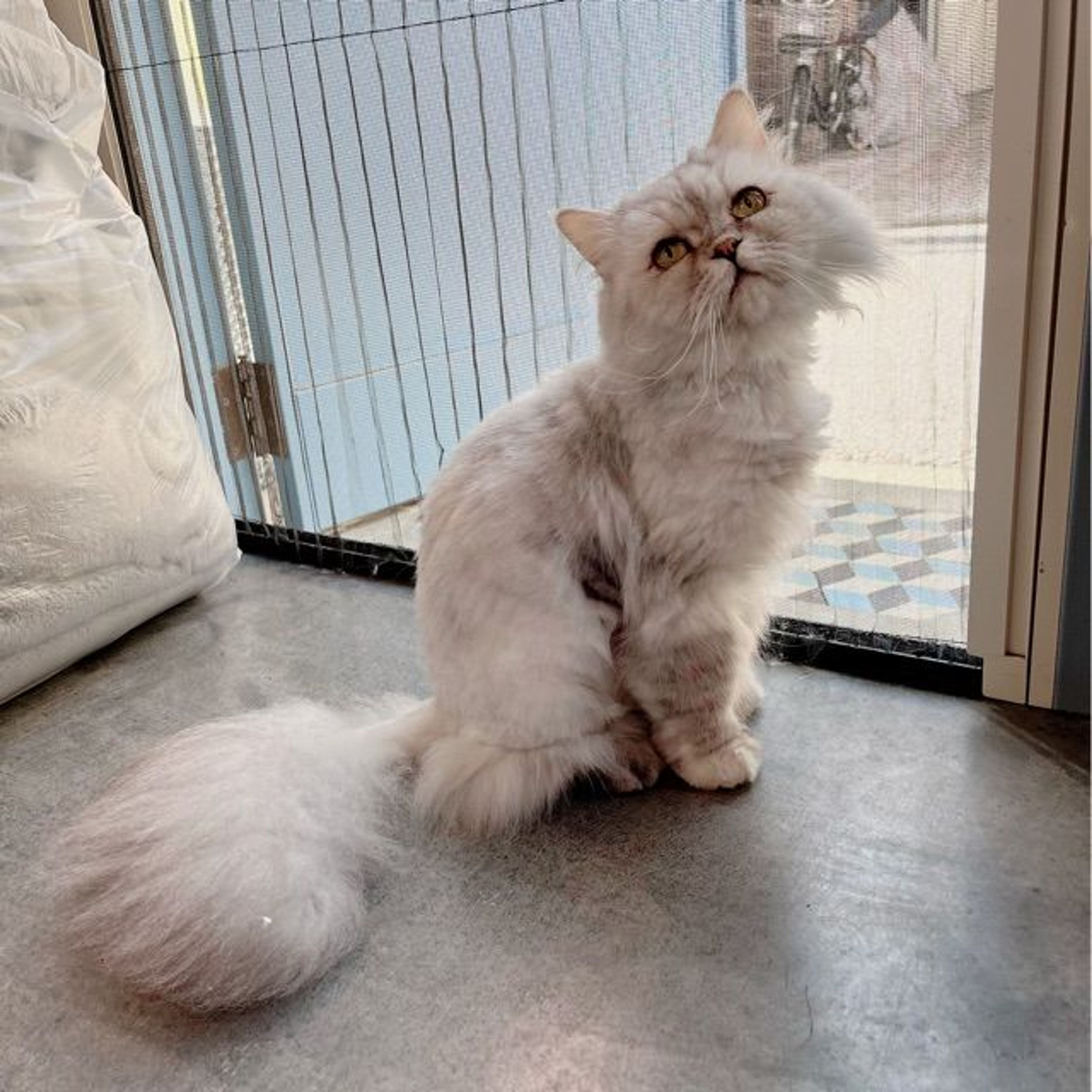 pet-image-9