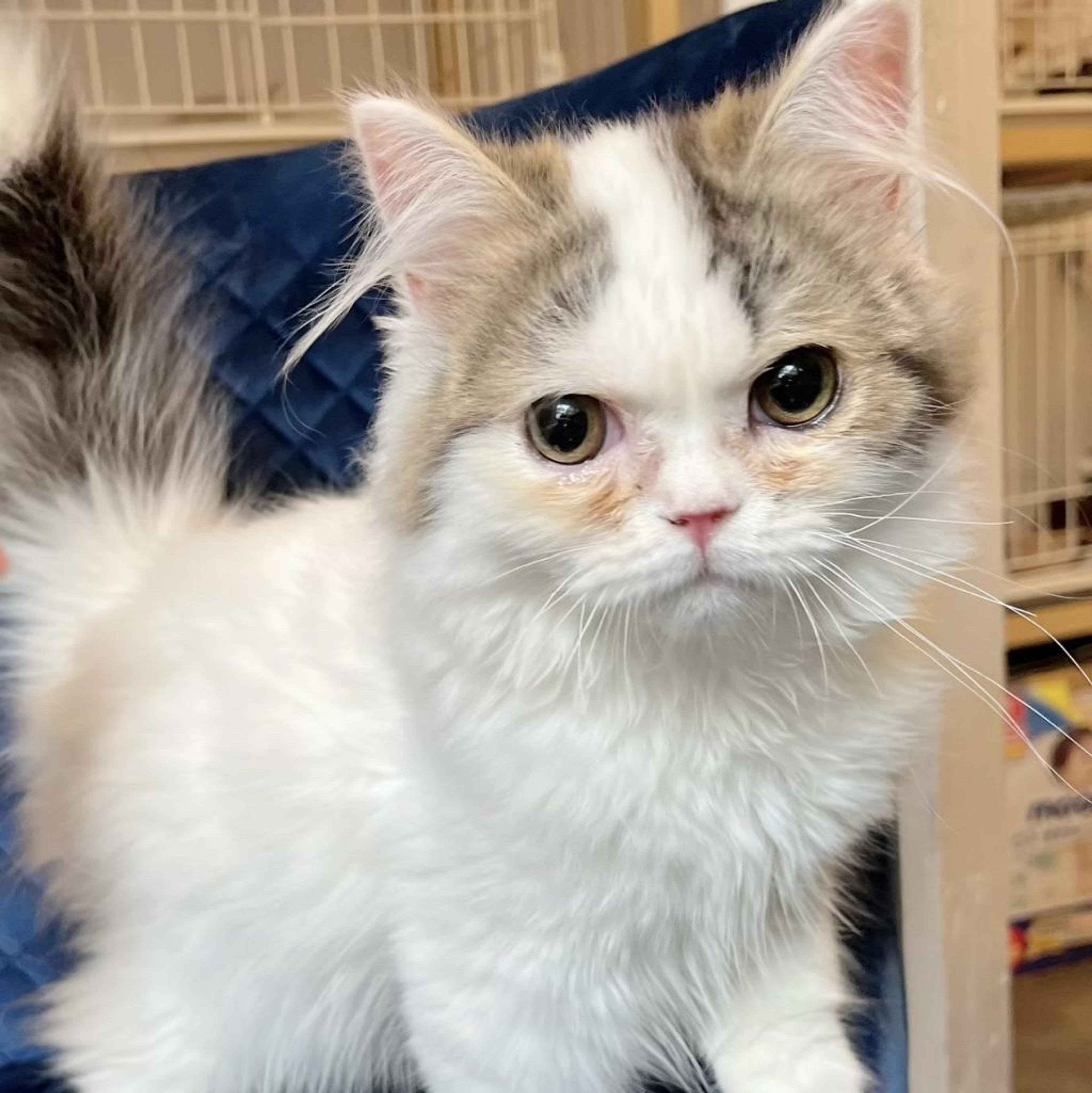 pet-image-2