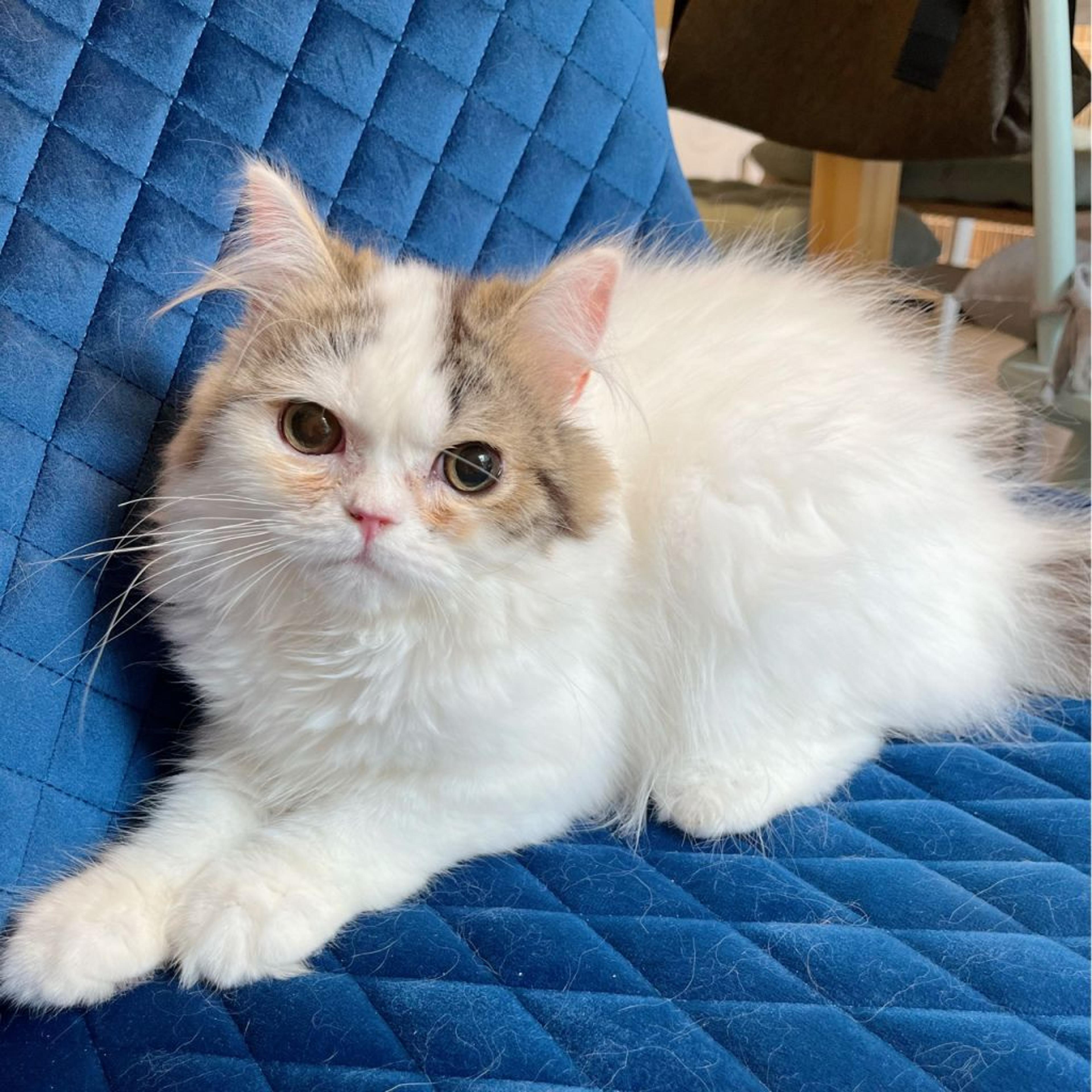 pet-image-3