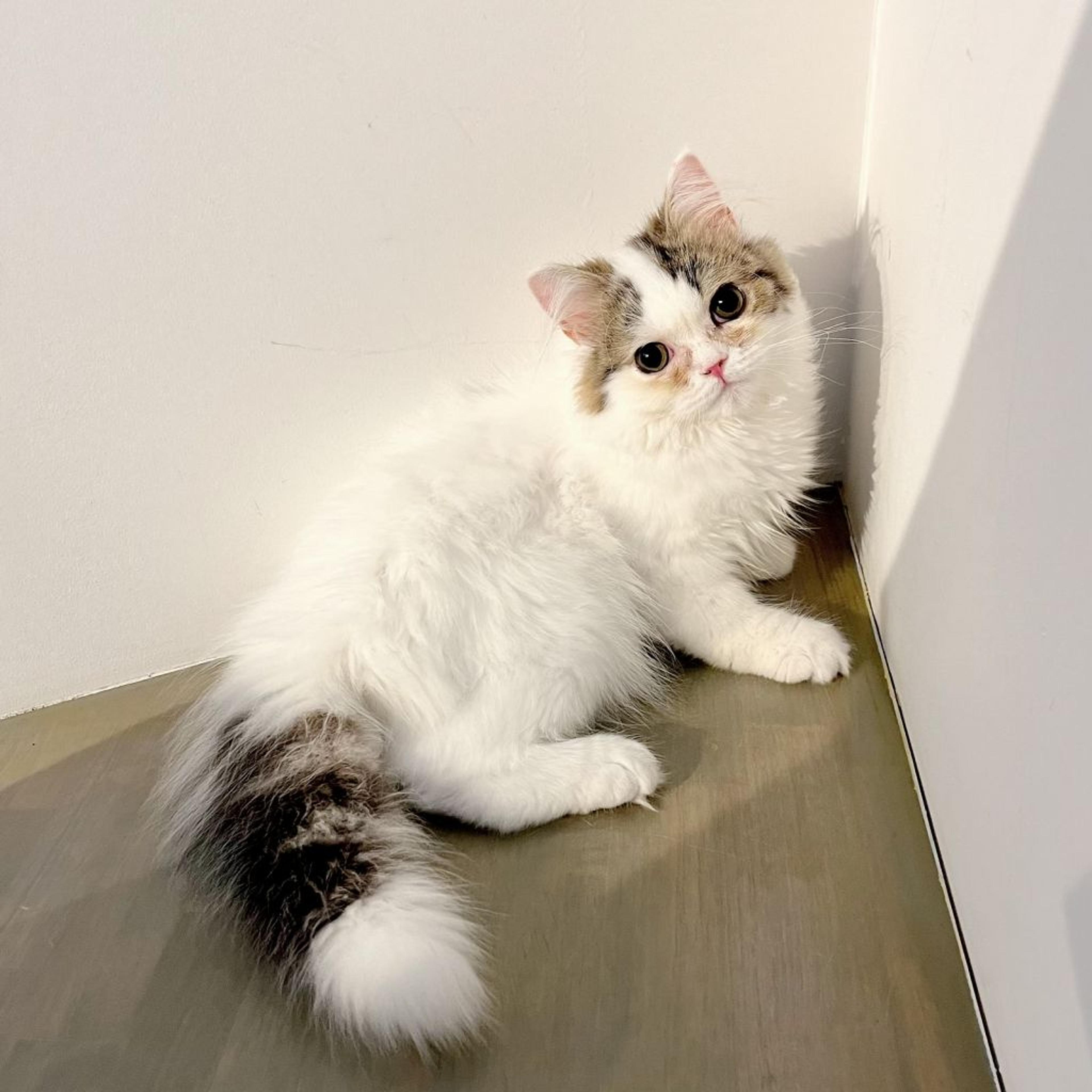 pet-image-4