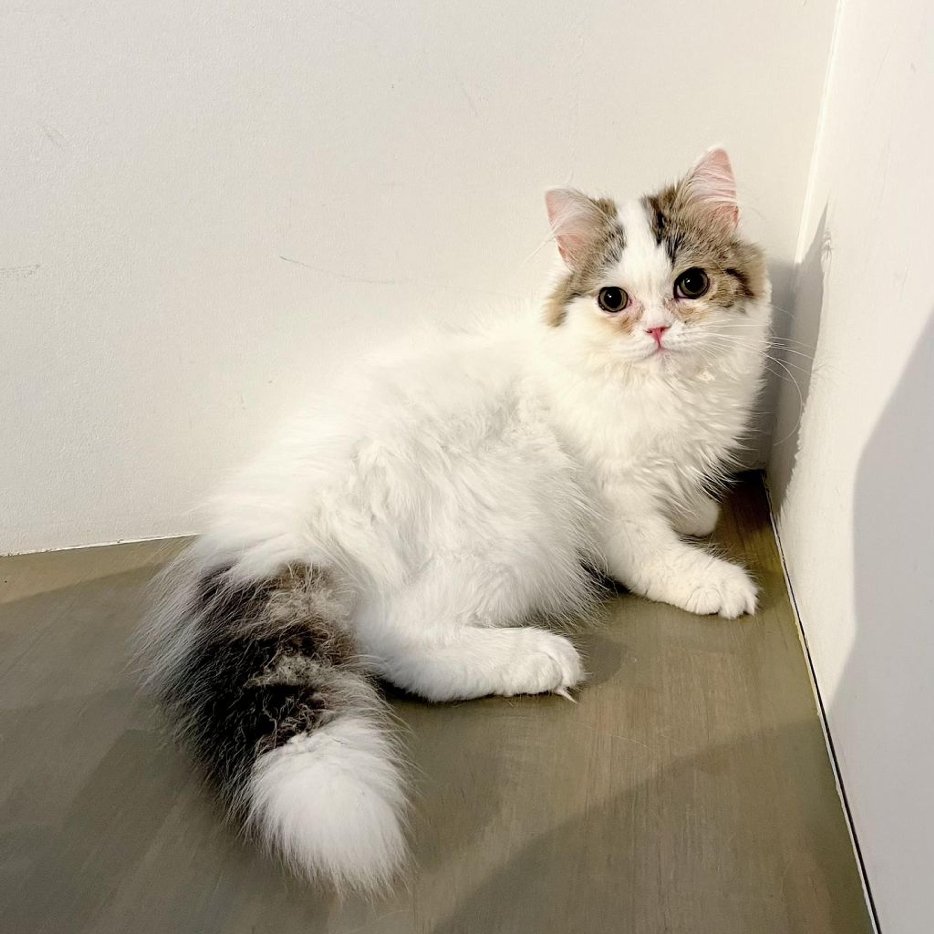 pet-image-5