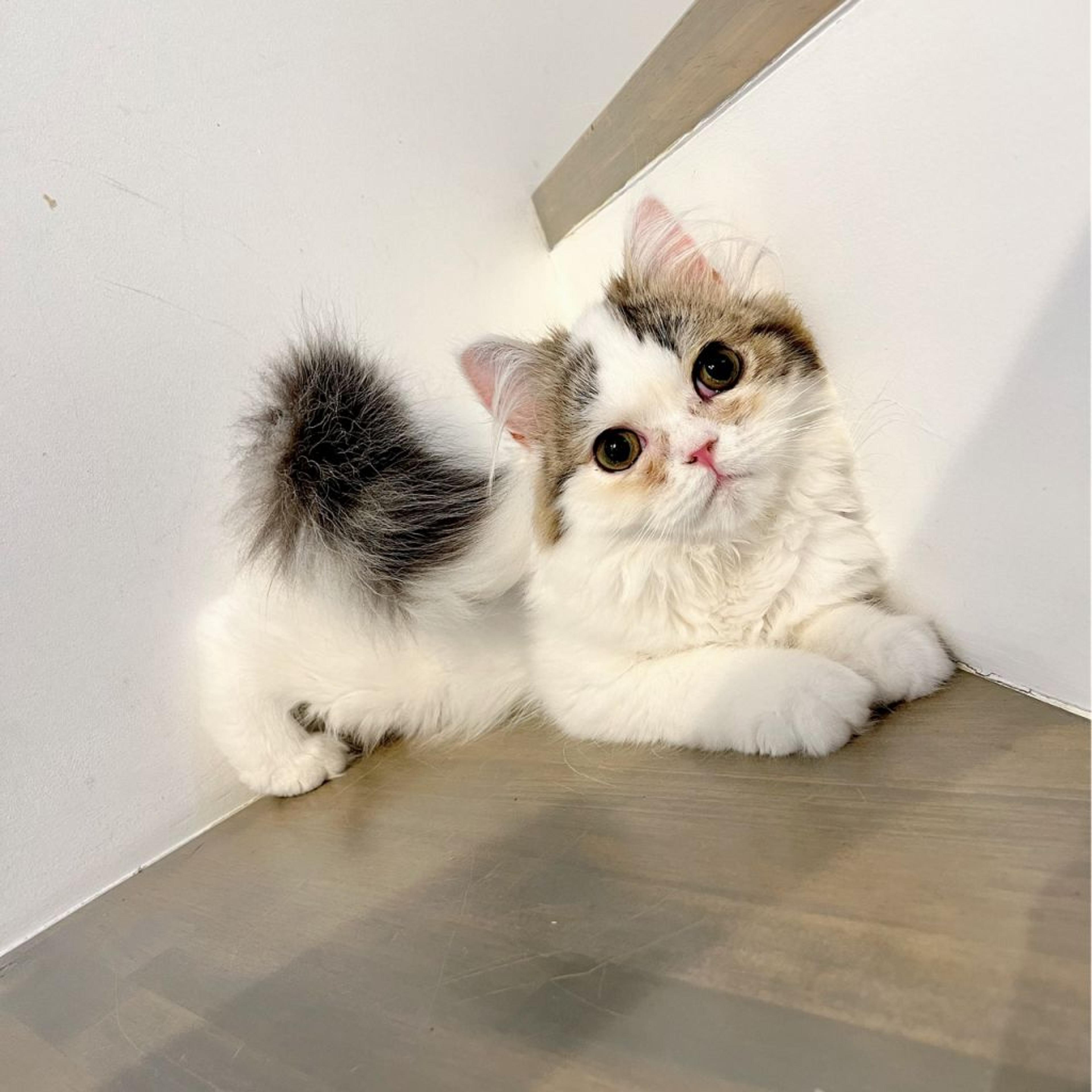 pet-image-6