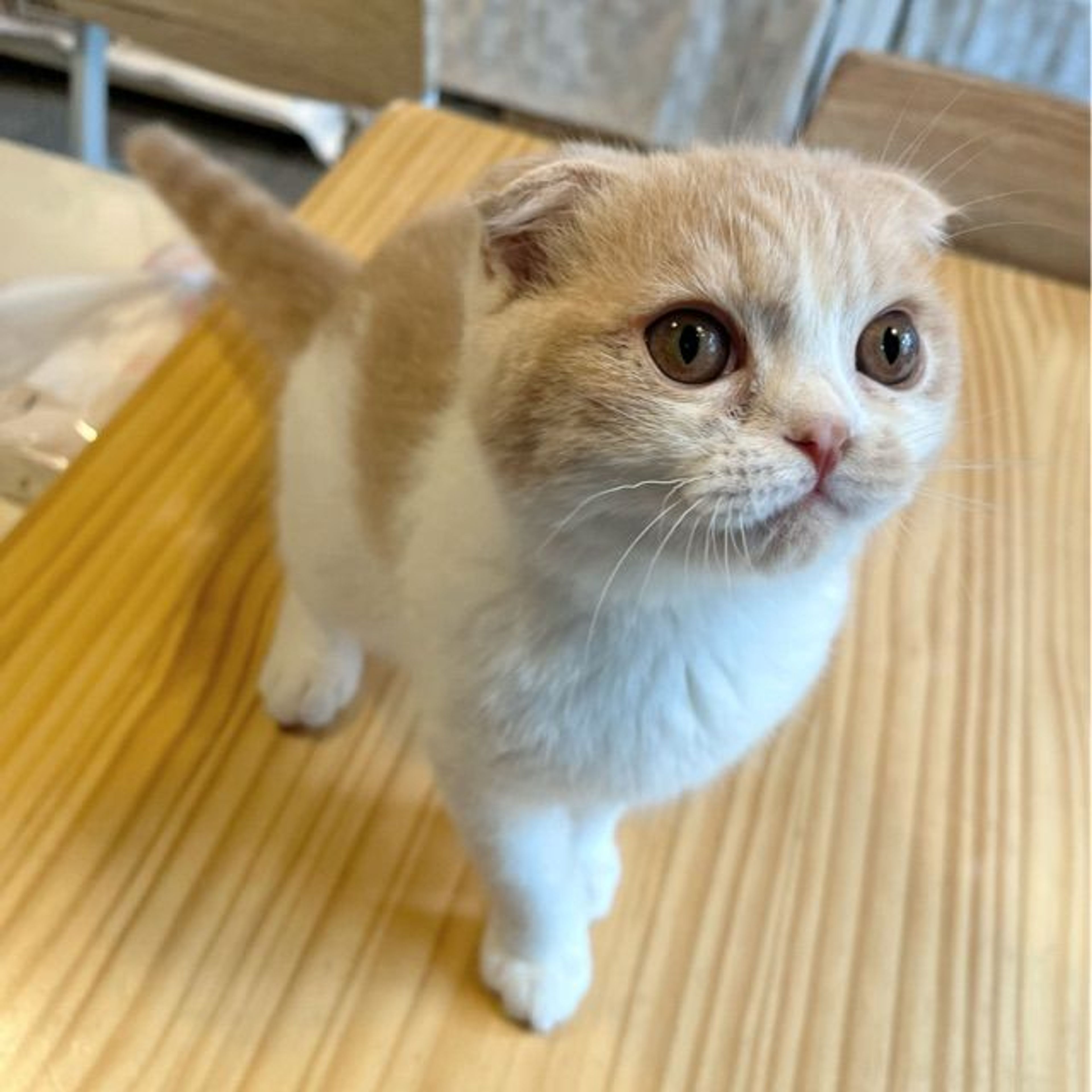 pet-image-2