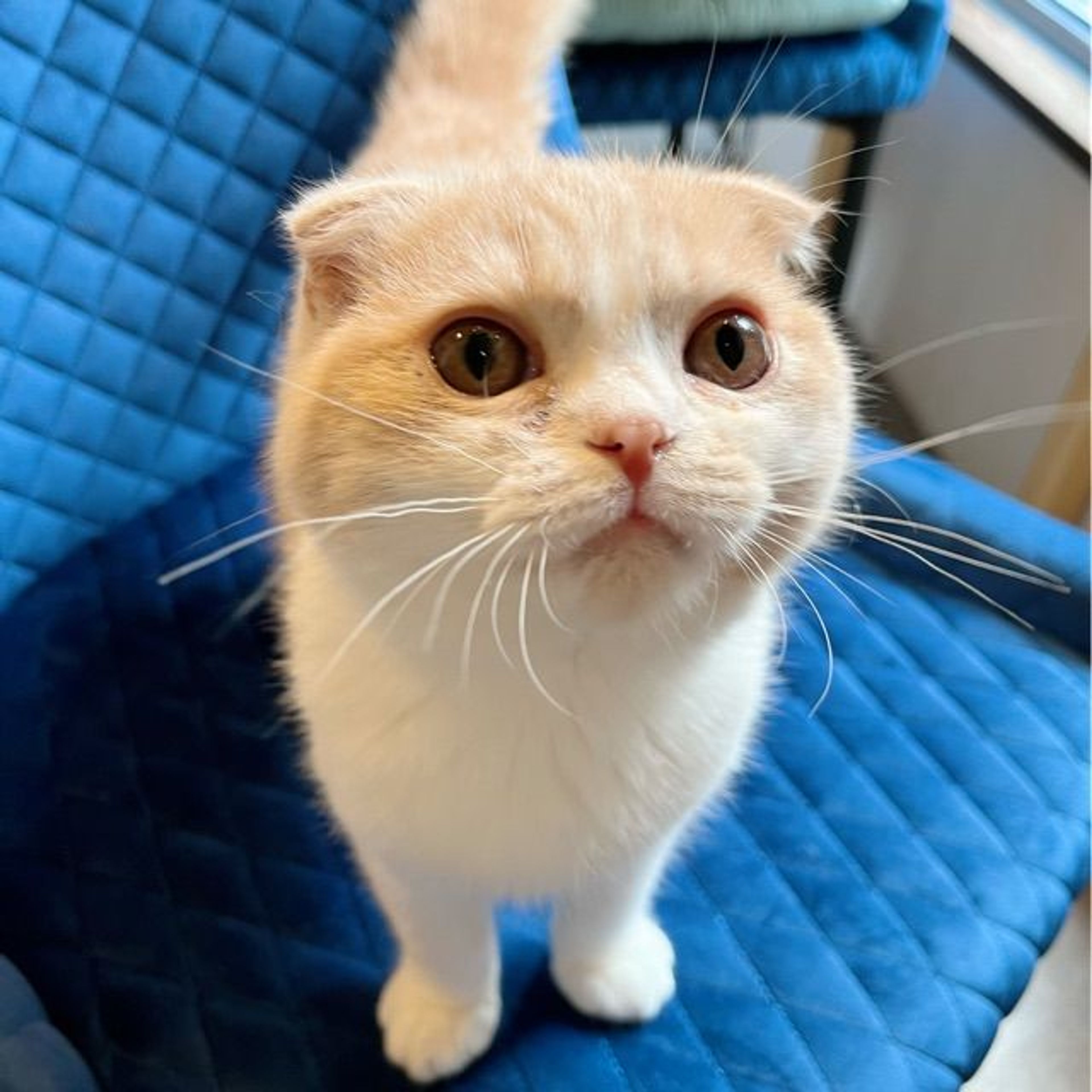 pet-image-3