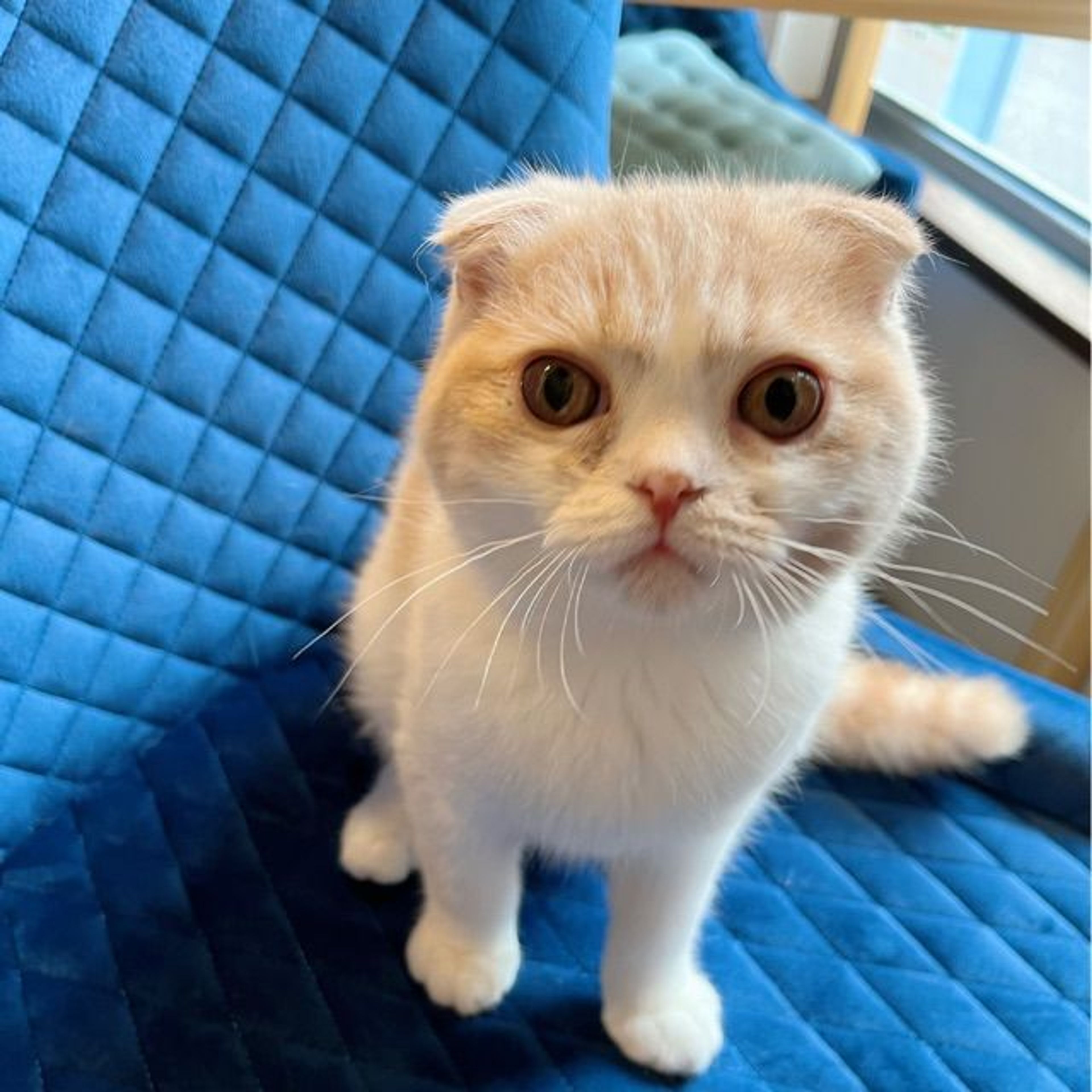 pet-image-4